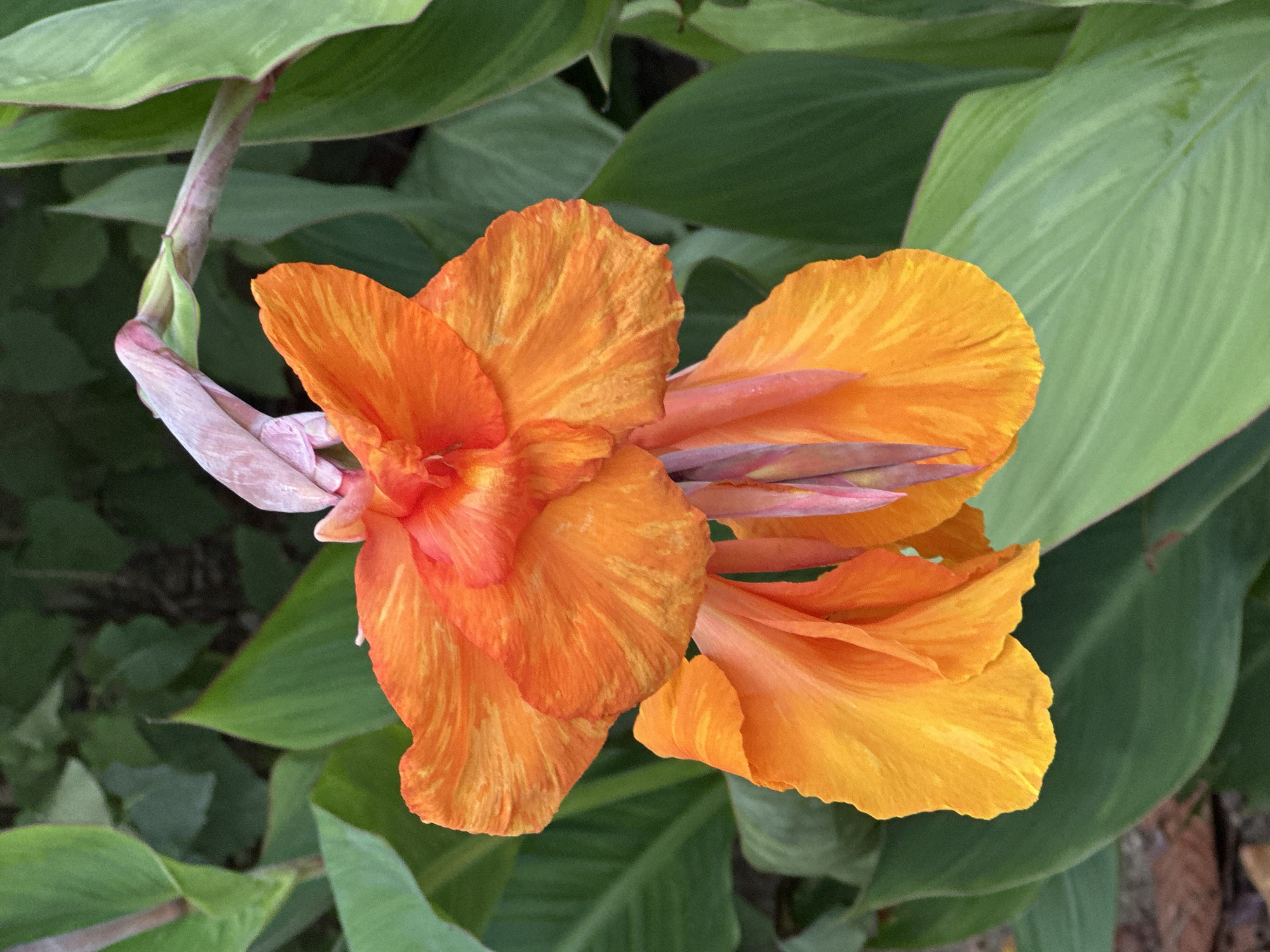 A close-up, eye-level, vertical shot features a cluster of vibrant orange Canna lily flowers in bloom, set against a backdrop of lush green foliage. The flowers, with their ruffled petals, exhibit streaks of yellow and red. One flower is prominently displayed at the top, with its petals unfurling upwards, while another hangs below it, partially obscured. The background consists of broad, green leaves, suggesting an outdoor garden setting. The lighting appears to be natural daylight, creating soft shadows and highlighting the textures of the petals. There is no indication of specific human presence or activity within the frame, nor is there any information to suggest the location is within the city of Sochi, Russia. The scene is static and focuses solely on the botanical subject.