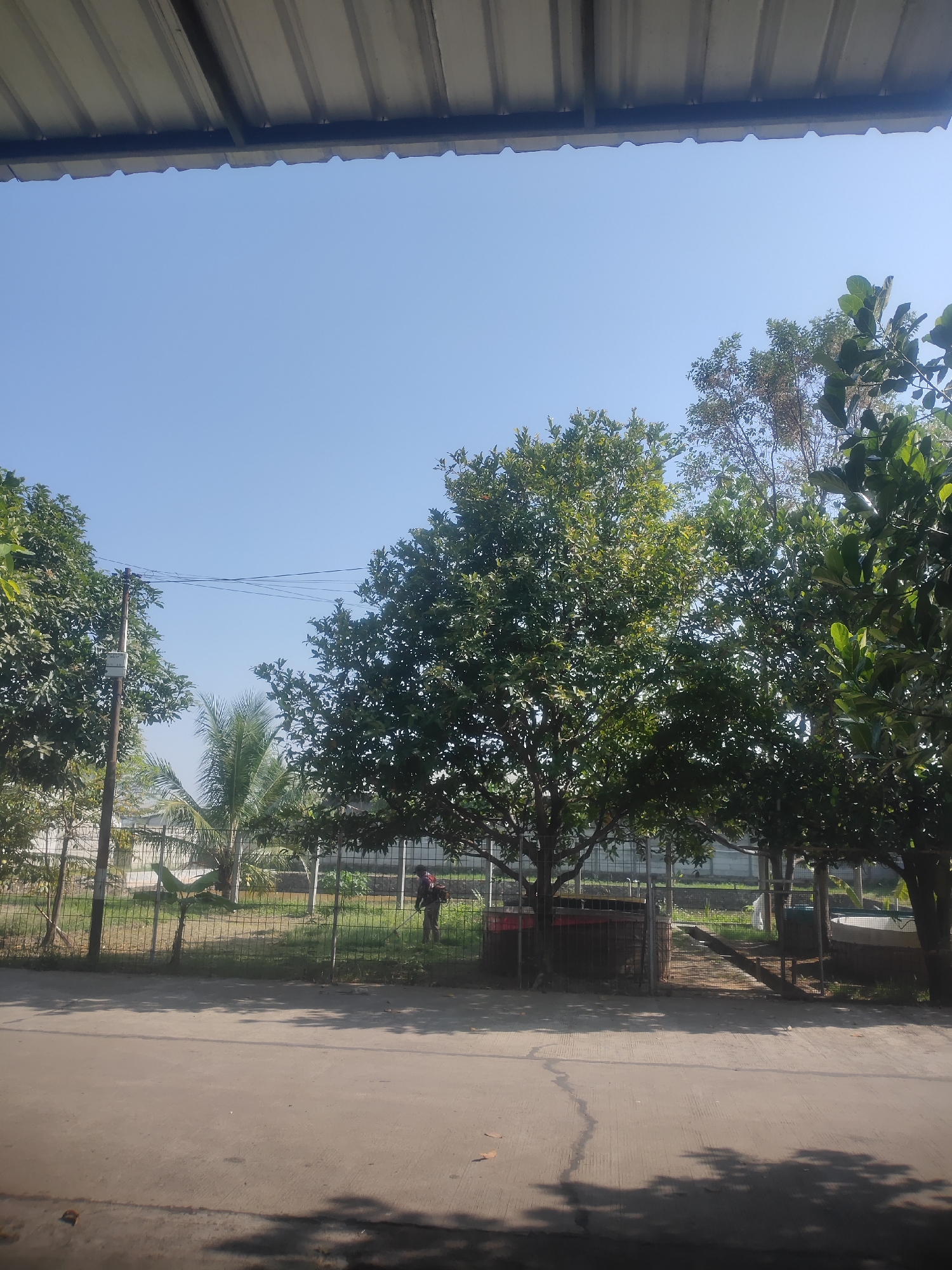In Pataruman, Indonesia, a person is visible in the distance, tending to a grassy area within a fenced enclosure. The person is wearing dark clothing and appears to be operating a piece of equipment, possibly a weed trimmer or sprayer, in their right hand. Behind them, a large tree with dense green foliage dominates the landscape, casting shadows on the ground. The enclosure is surrounded by a wire fence, and within it, several large, round water tanks or ponds are present. To the left of the person, a power pole with wires stretches across the frame. The scene is set against a clear blue sky, and the foreground shows a paved surface with dappled shadows. Trees and vegetation are abundant throughout the image, suggesting a lush environment. A metal roof structure is visible at the top of the frame, partially obscuring the sky.