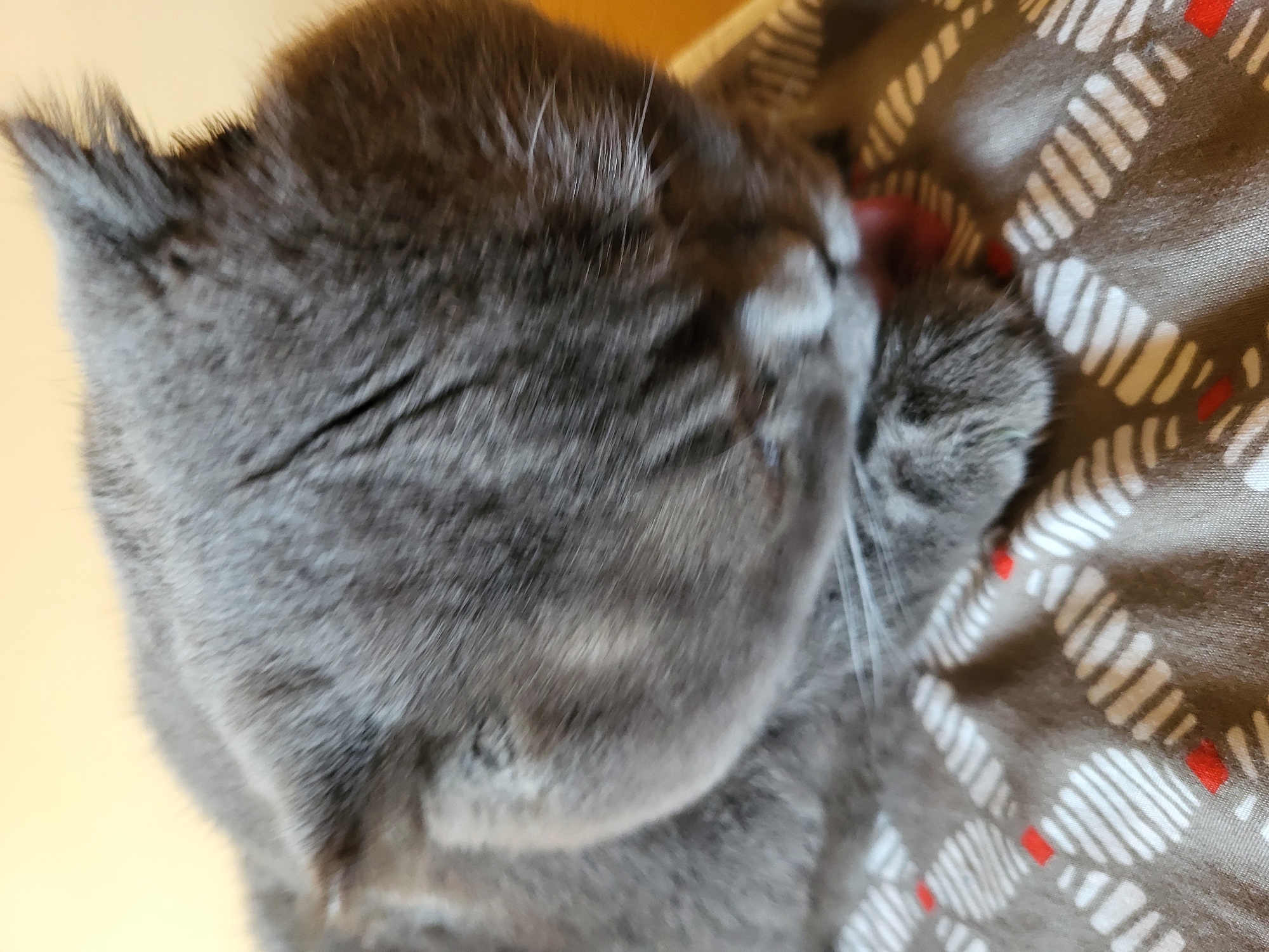 A close-up, slightly blurry, over-the-shoulder shot shows a gray cat grooming its paw. The cat's fur is a solid gray, with some subtle darker stripes visible on its head. The cat's head is bowed, and its paw is held up to its mouth, with its tongue visible as it licks its paw. The cat is lying on a fabric surface with a repeating pattern of white, oval shapes with red dots inside, separated by a gray background. The background behind the cat is a soft, light yellow. The image does not provide any information about a specific location within a city.