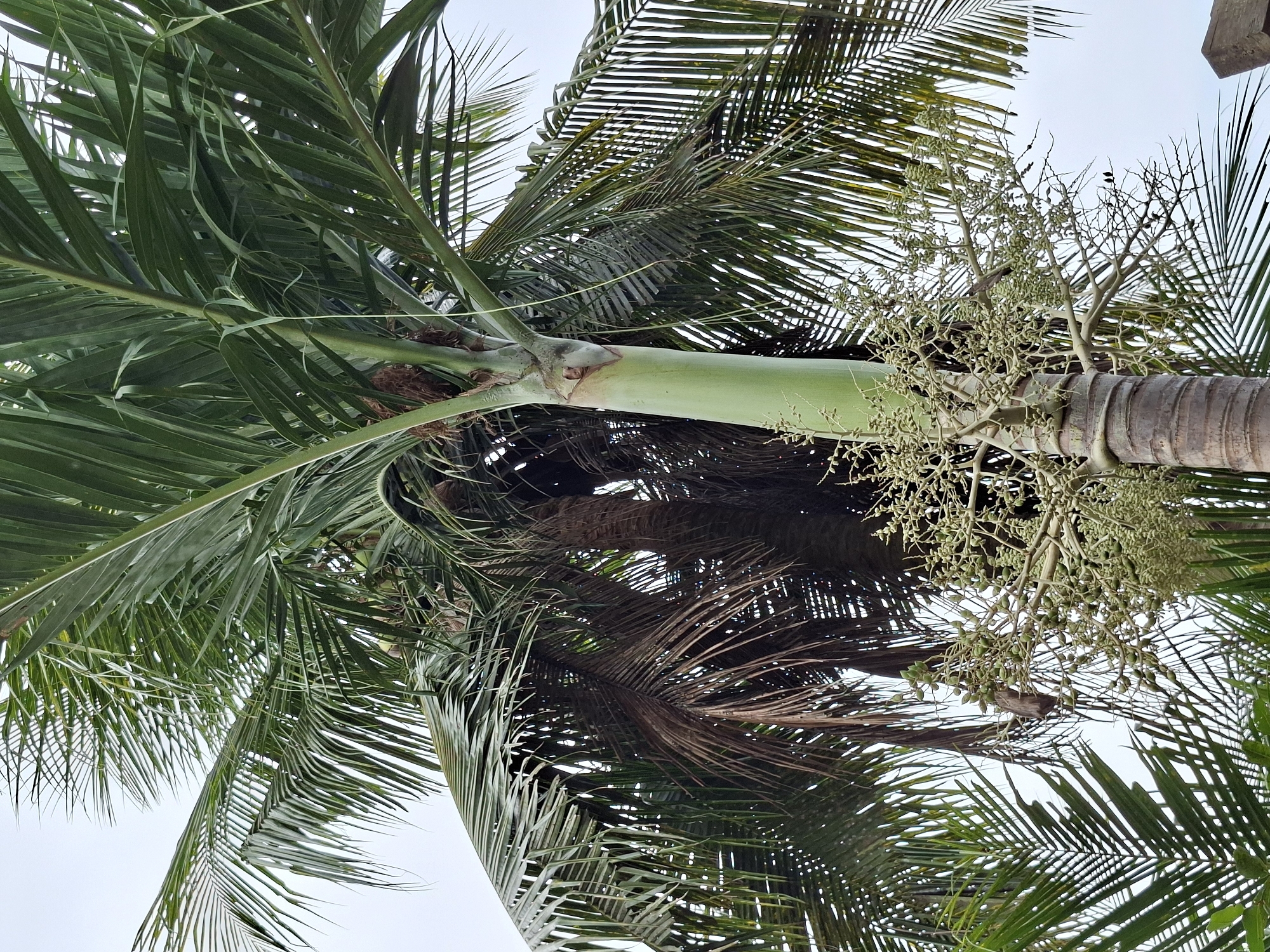 The image captures a palm tree in Meunasahreudeup, Indonesia, viewed from below. The perspective emphasizes the tree's trunk, which is light brown and textured, and its vibrant green fronds that radiate outwards. Several branches display nascent fruit, appearing as clusters of small, green buds. The sky is visible in gaps between the leaves, indicating a clear day.