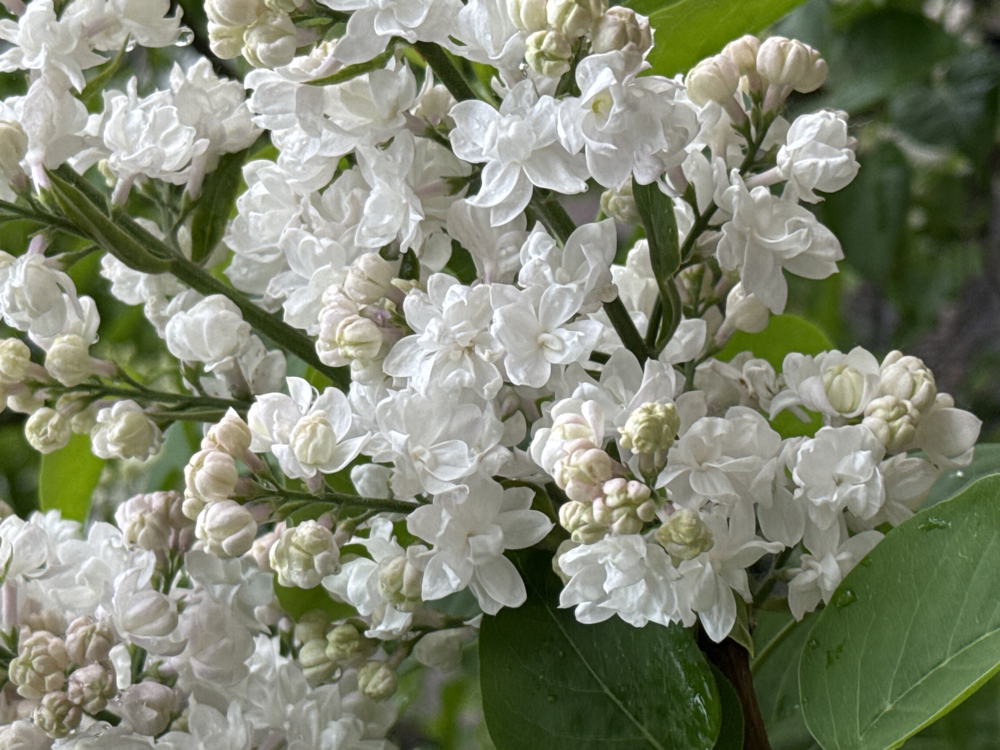 The image shows a close-up view of a cluster of white lilac flowers in full bloom. The flowers are densely packed, with many individual blossoms and buds visible. The overall color palette is dominated by white and shades of green from the leaves and stems. A few water droplets are visible on some of the leaves and flowers. It's not possible to identify its location in Saint Petersburg, Russia based only on the image.
