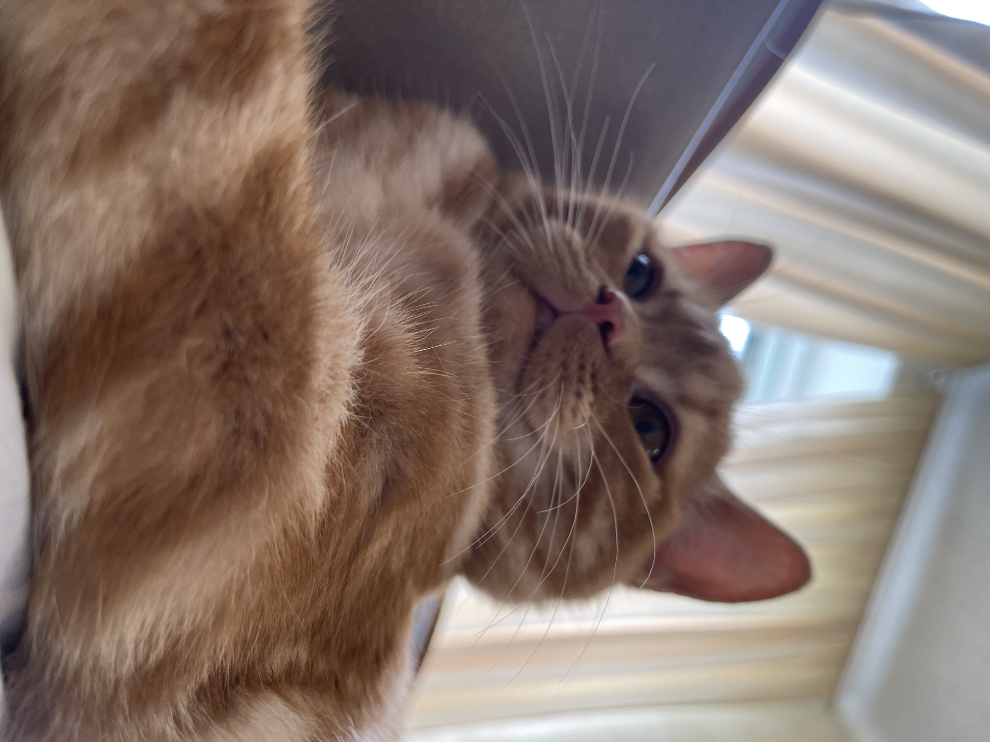 An orange tabby cat is lying down on a flat surface, possibly a piece of furniture. The cat is viewed from a low angle, looking upwards. Its face is in focus, showing its eyes, nose, and whiskers. The background is blurred, with hints of sheer curtains and a window. The image appears to be taken indoors. There are no people or any discernible urban elements in the frame. The location within the city of Kommunarka, Russia, is not identifiable from the visual information presented.