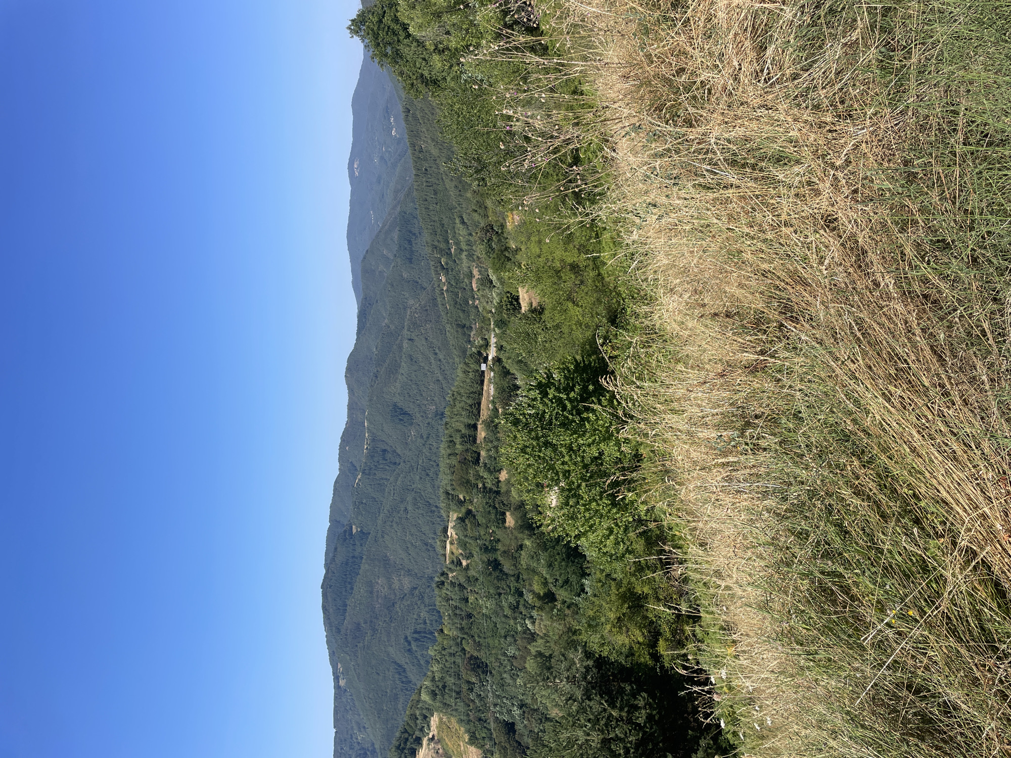 The image depicts a panoramic view of a mountainous landscape with lush green trees and a clear blue sky. In the foreground, dry grasses and some flowering plants are visible, suggesting a natural, possibly rural setting. The background is dominated by rolling hills covered in dense forestation, stretching as far as the eye can see. The overall scene is serene and tranquil, showcasing the beauty of nature. There are no people or man-made structures visible in this image. The location is identified as Trave, Bulgaria.
