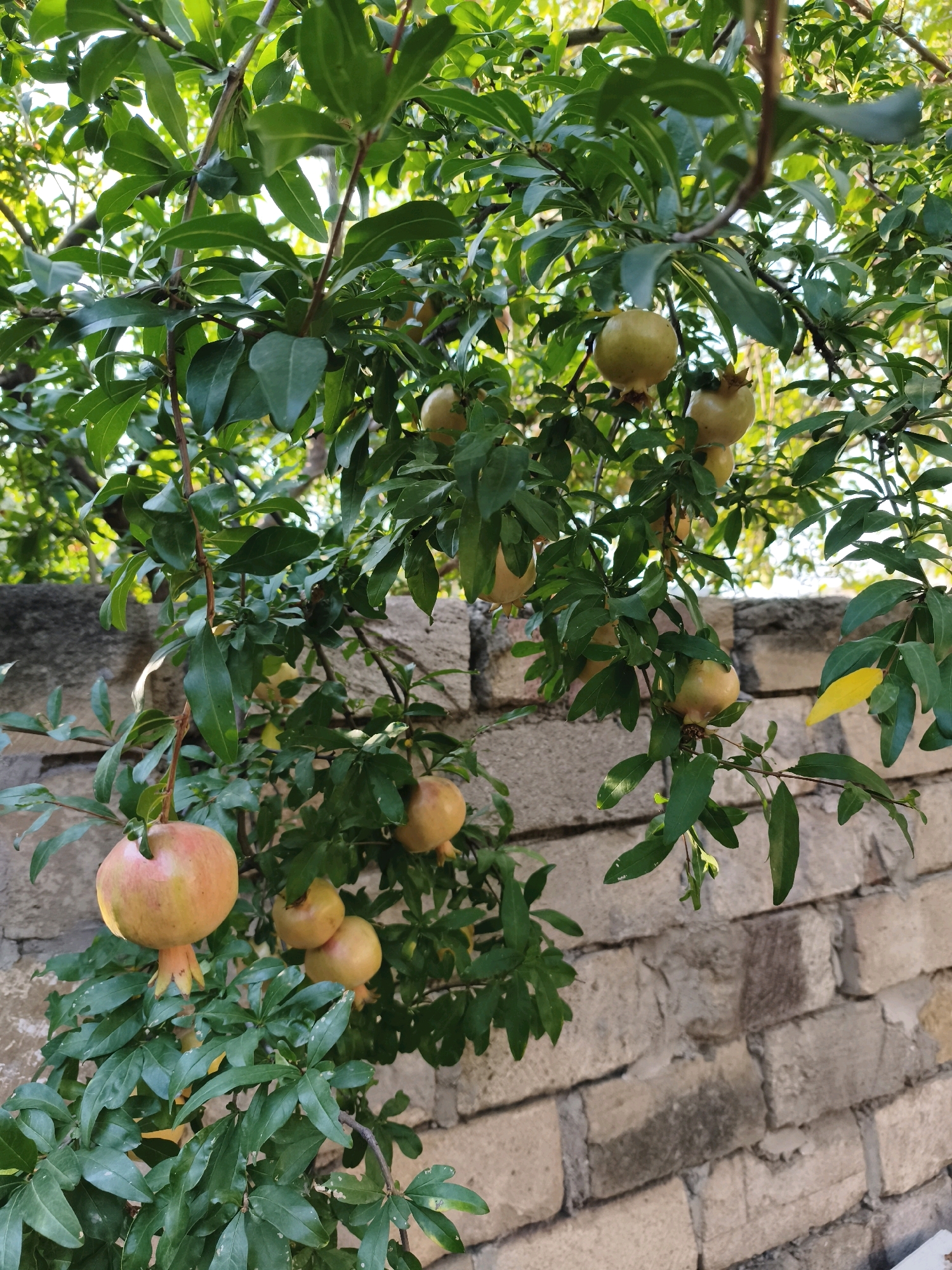 The image depicts a pomegranate tree laden with ripening fruit, set against a backdrop of a weathered brick wall. The tree is lush with green foliage, and several pomegranates are visible at various stages of ripeness, ranging from pale yellow to a rosy blush. The brick wall, constructed from roughly cut stones and mortar, shows signs of age and some erosion. The lighting suggests it is daytime, with sunlight dappling through the leaves. The scene is likely located outdoors in a garden or courtyard setting.