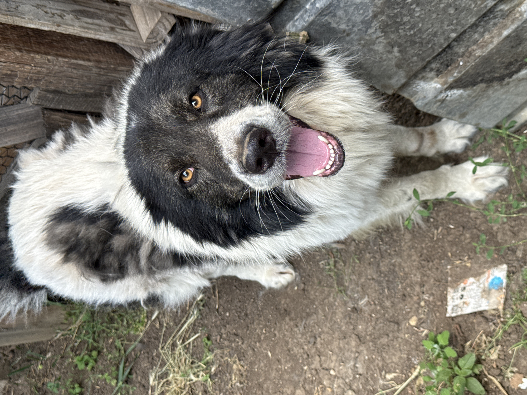 A medium-shot, high-angle outdoor photograph shows a large, mixed-breed dog with black and white fur standing on dirt and sparse vegetation. The dog faces the camera with its mouth open, panting, and its tongue is pink. Its eyes are amber. The dog's fur is thick and appears somewhat unkempt, with patches of black around its head and back, and white on its chest and legs. In the background, wooden planks and a wire fence are visible. The setting appears to be a rural or semi-rural area, possibly a yard or enclosure. There is no indication of the specific location within Baurene, Bulgaria.