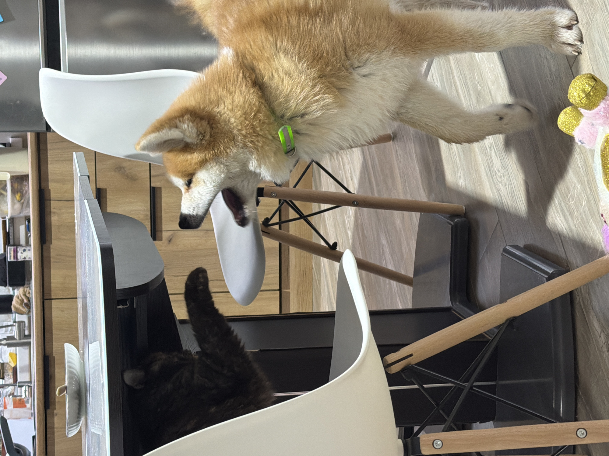 In a home setting in Chaikovsky, Russia, a light brown and white dog, possibly a Shiba Inu or Akita, is playfully lying on its back on a white modern chair. The dog has a bright neon green collar and is stretching with its mouth wide open, suggesting a yawn or playful vocalization directed towards the other animal. Its front paws are extended over the edge of the chair, while its hind legs stretch towards the floor where a sparkly pink and gold plush toy rests.
Sitting directly below the dog in another identical white chair is a dark brown or black cat, which appears to be calmly observing the dog. Both chairs feature white molded seats supported by light wooden legs and black metal crossbars, characteristic of contemporary design. The surrounding environment includes light wooden flooring, a stainless steel refrigerator, and wooden kitchen or cabinet units in the background. The scene is brightly lit, indicative of daytime. There is no visible text in the image.