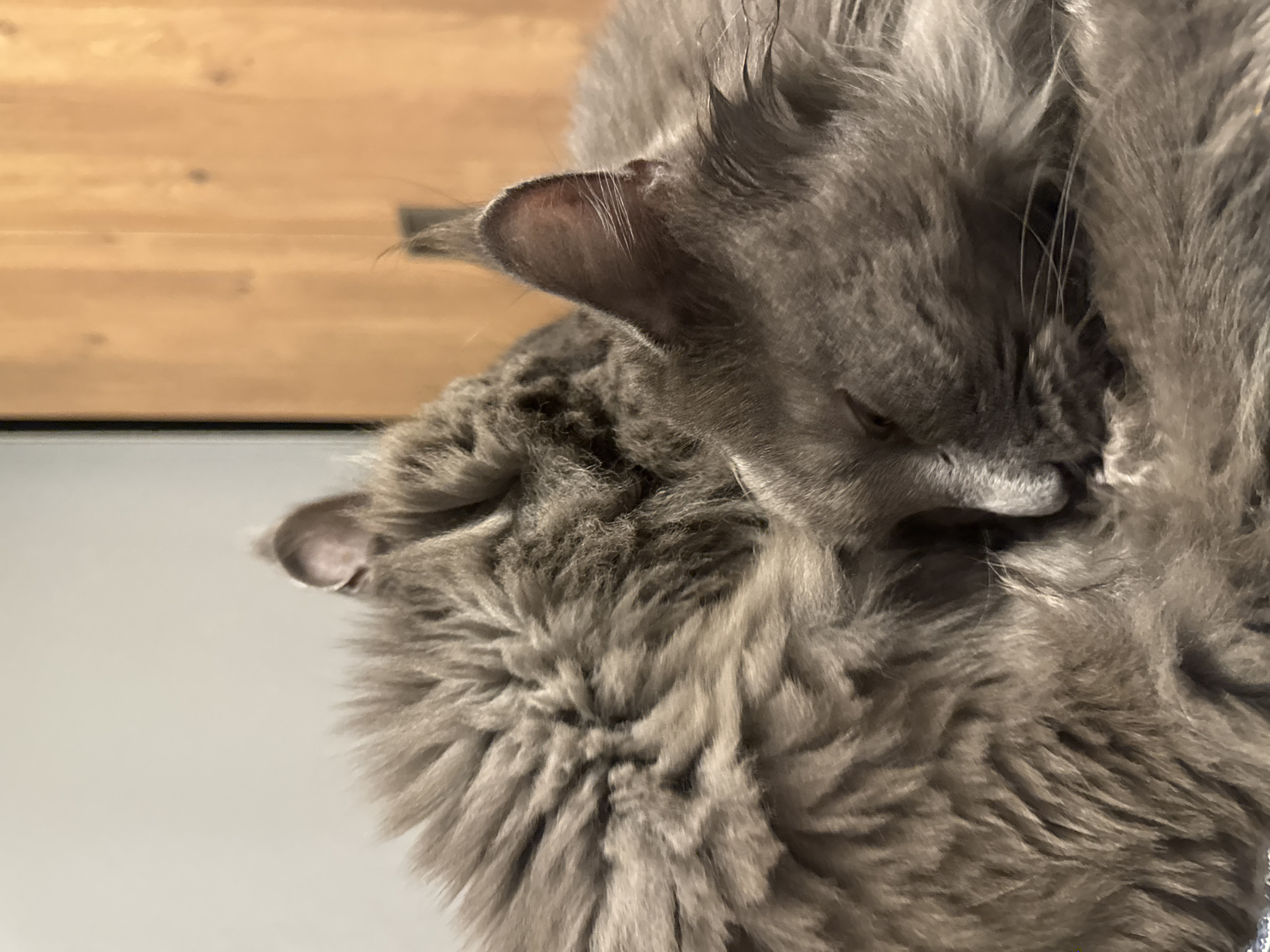Two grey cats are curled up together, with one cat's head resting on the other. The cats appear to be asleep, their eyes closed and their fur soft and fluffy. The background consists of a plain wall and a wooden door. The scene is one of domestic comfort and tranquility. The image was taken in Gölbaşı, Turkey.