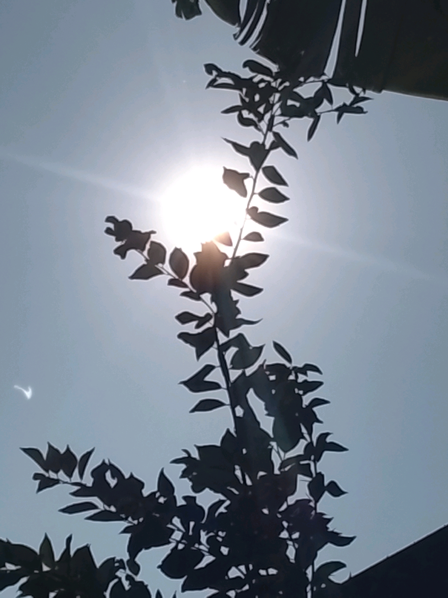 The image shows a silhouette of tree branches against a bright, hazy sky. The sun is visible as a bright, overexposed orb in the upper center of the frame, with rays of light emanating from it. Some dark, indistinct shapes are visible at the top of the image, which may be the edge of a roof or other structure. There is a small, curved white object in the upper left quadrant of the image, possibly a bird or a lens flare artifact. The image is undated and no specific location in Ujungrusi, Indonesia is provided.