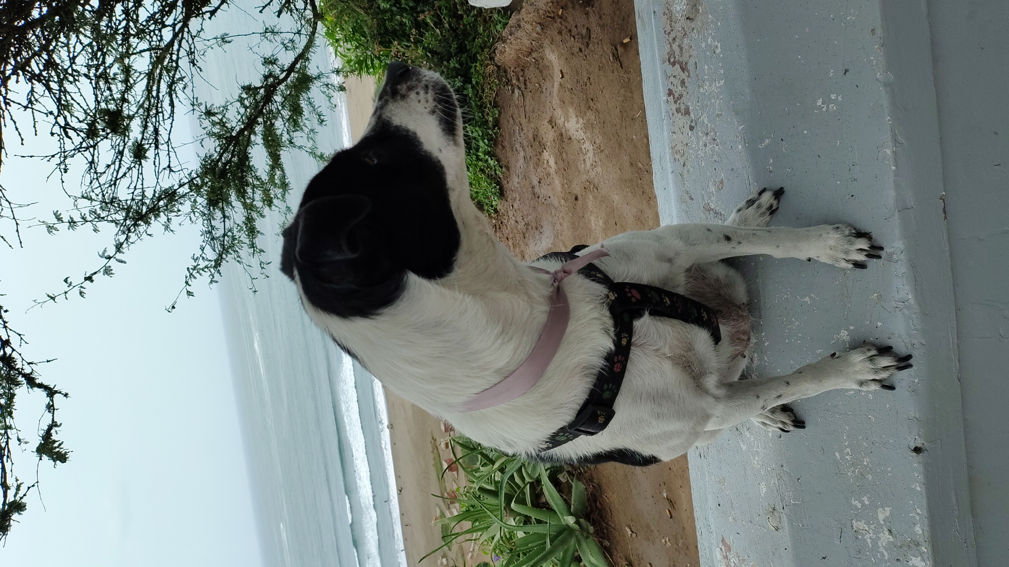 A black and white dog sits on a gray ledge, facing right. The dog wears a pink collar and a black harness with paw prints. In the background, the ocean meets a sandy beach, with waves gently rolling ashore. Green foliage and tree branches frame the scene, with a hint of a cloudy sky above. The dog appears to be observing something in the distance. The location is consistent with the coastal areas of Chorrillos, Peru, known for its beaches and scenic views.