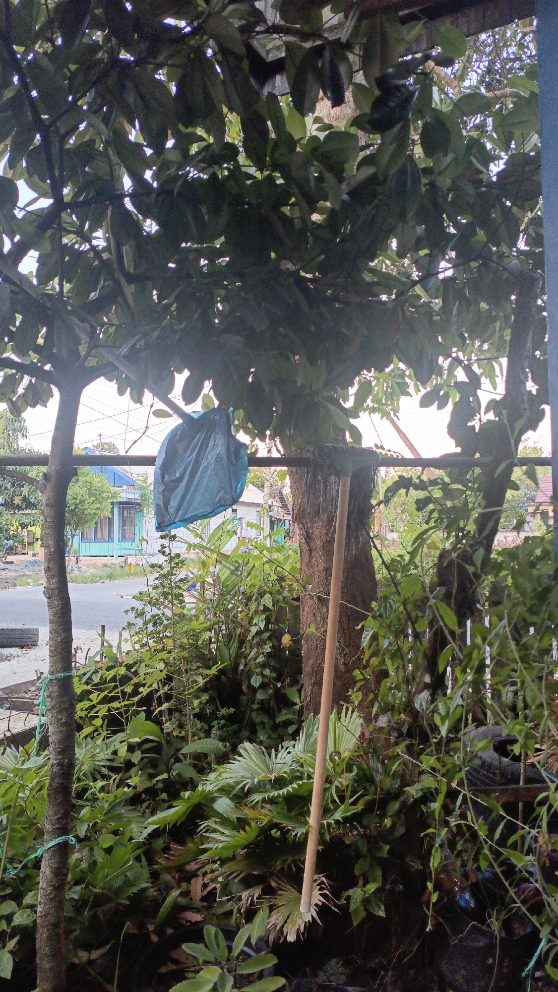 The image depicts an outdoor scene in the city of Gusunge, Indonesia, featuring a collection of lush green foliage and trees. A prominent feature is a dark blue plastic bag hanging from a horizontal metal bar, which is supported by two tree trunks. To the right of the blue bag, leaning against one of the tree trunks, is a rake with a light-colored wooden handle and green bristles. The background shows a street with houses and more vegetation, suggesting a residential or semi-rural area within the city. The lighting suggests it is daytime, with diffused sunlight filtering through the leaves. There are no people visible in the image.