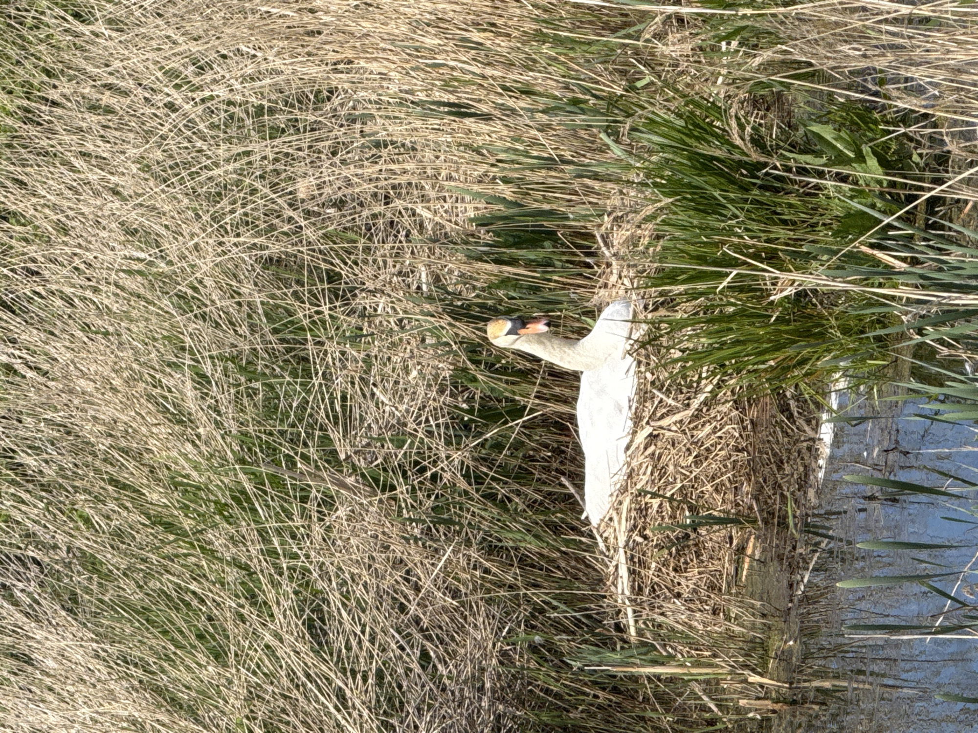 A swan is perched in the grass near the water in Great Yarmouth, United Kingdom. The swan is mostly white with a yellow beak and black markings on its face. It is surrounded by tall, dry grass, with some green grass and vegetation also visible. The water, possibly a river or lake, is to the right of the frame, with plants growing along the bank. The environment suggests a natural or semi-natural setting within an urban or suburban area.