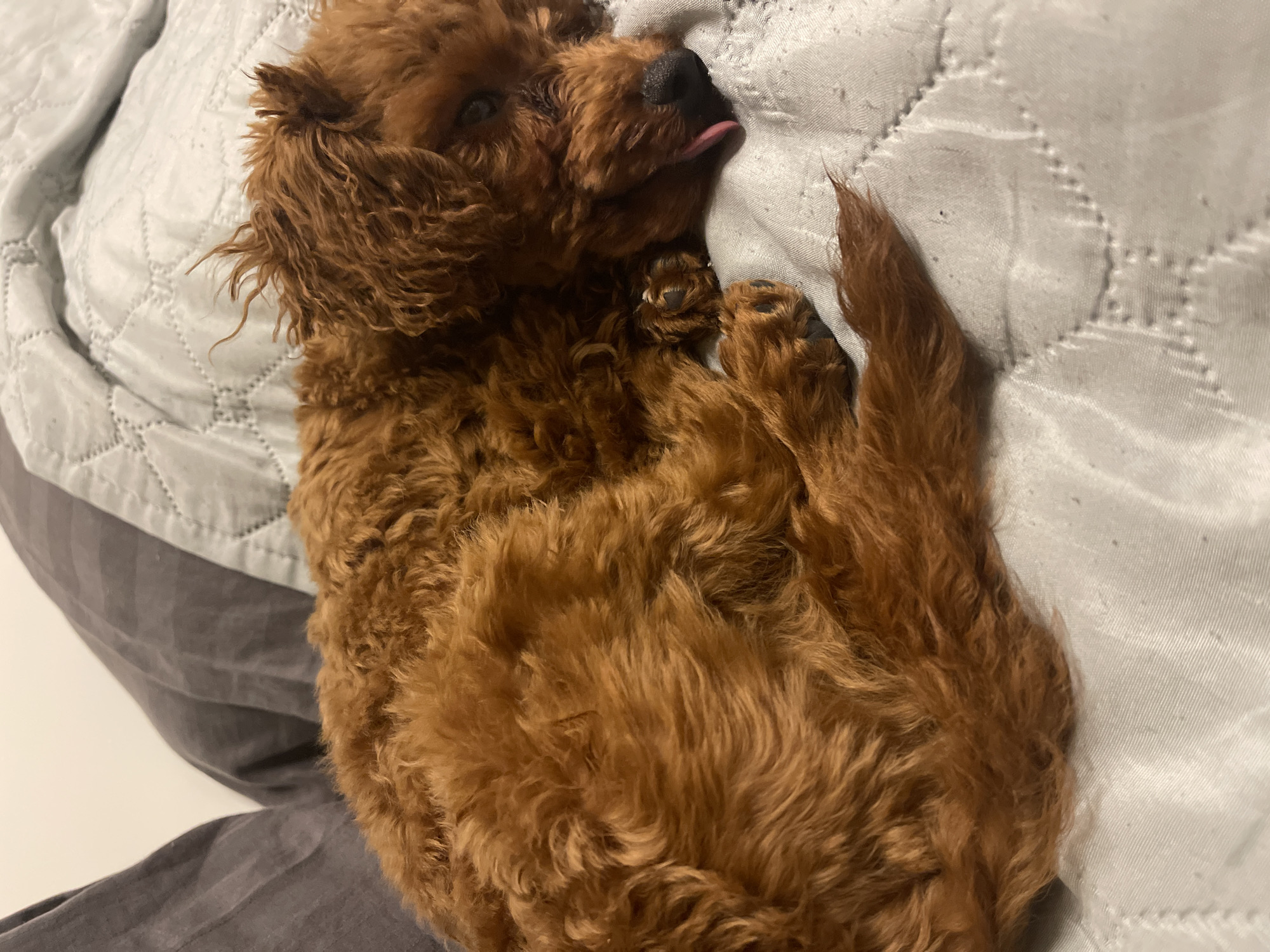 A brown poodle is lying on a gray quilted pillow. The dog's tongue is sticking out. It is not possible to determine if the location is in Sofia, Bulgaria based solely on the image.