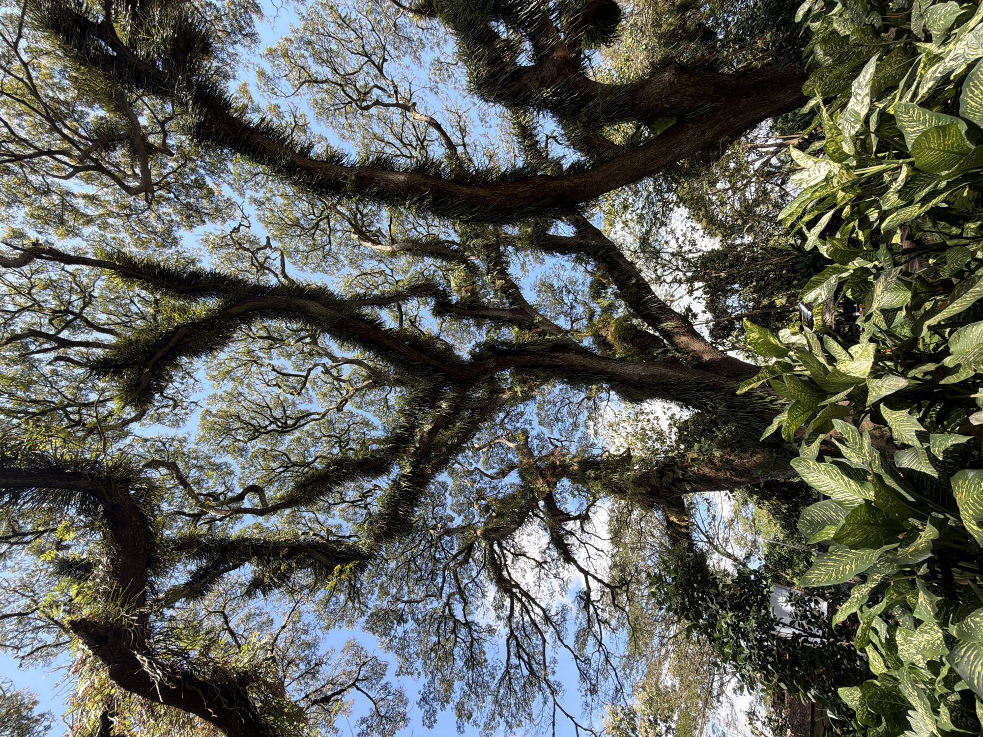 The image captures a low-angle view looking upwards into the dense canopy of a cluster of large trees. The trees have thick, gnarled branches heavily draped with epiphytic plants, appearing like moss or small ferns, creating a textured, almost furry surface along the limbs. The sunlight filters through the leaves and branches, casting dappled light and highlighting the intricate network of the tree structure against a clear, bright blue sky. In the foreground, large-leafed green plants with variegated patterns are visible, their broad leaves obscuring the base of the trees and adding a lush, tropical feel to the scene. The overall impression is one of a dense, overgrown natural environment. The provided context places this scene in Sraten, Indonesia. There are no people or overt actions depicted in the image.