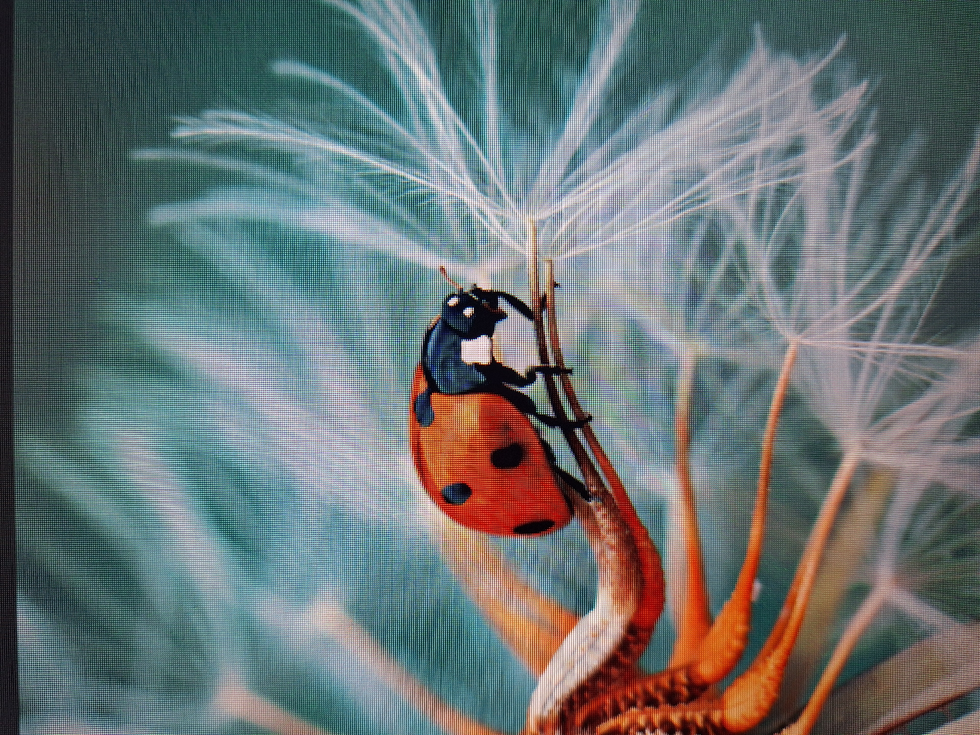 A macro photograph features a ladybug with black spots on an orange shell perched on a delicate seed head. The seed head has thin, white filaments radiating outwards, creating a soft, ethereal background. The ladybug is in focus, showing its intricate details, while the background is blurred, creating a shallow depth of field. The lighting highlights the ladybug's vibrant colors and the translucent nature of the seed filaments. The image's color palette is dominated by warm oranges and reds of the ladybug and seed head, contrasted with cool blues and greens of the background. There are no people or buildings visible in the image, and no information is available regarding its location in Varna, Bulgaria.