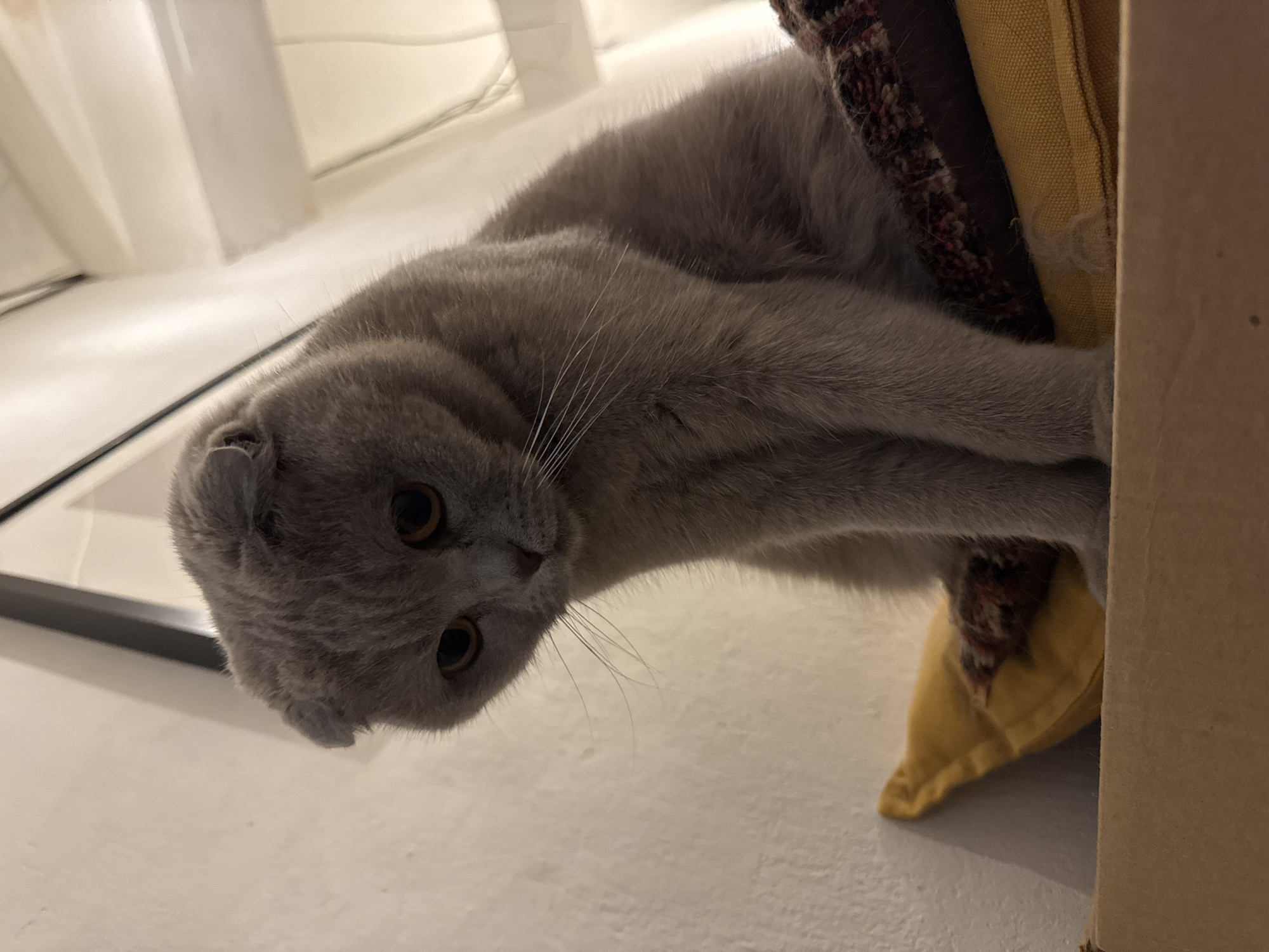 A Scottish Fold cat with grey fur and amber eyes is sitting on a shelf, looking down. The cat is positioned on top of a yellow pillow and a patterned blanket. Behind the cat, a white wall is visible, with a dark frame from a mirror or picture hanging on it. The background consists of a white ceiling with illuminated elements. There is no indication of the city of Saint Petersburg, Russia, or any other specific location.