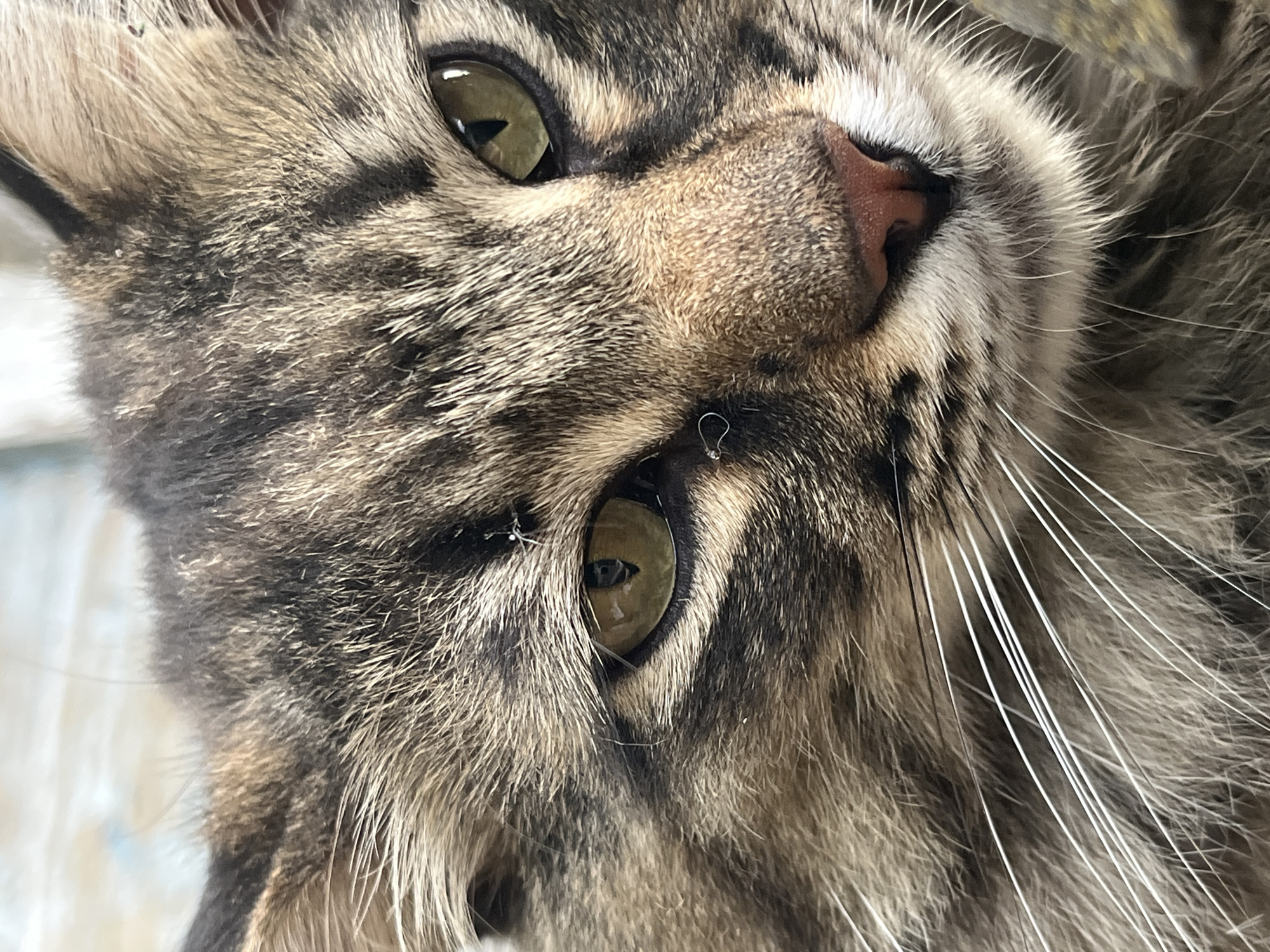 This is a close-up, head-and-shoulders shot of a tabby cat's face. The cat has green eyes with dark pupils and a pink nose. Its fur is a mix of brown, black, and tan, with prominent white whiskers. The background is out of focus and appears to be an outdoor setting with a hint of blue sky. There is no information about the city of Krasnyye Barrikady, Russia, in this image.