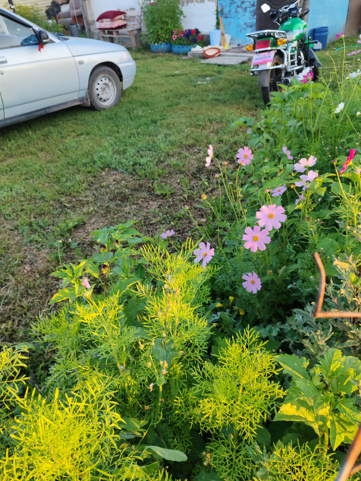 The image depicts a natural outdoor scene, likely a yard or garden, in the city of Акжар, Kazakhstan. In the foreground, there is lush green foliage, with some plants displaying feathery leaves and others broad, dark green leaves. Scattered amongst the greenery are several pink and white cosmos flowers in bloom, some with visible yellow centers. The sunlight illuminates the scene, casting a warm glow on the plants.
In the midground, a silver car is parked on a grassy area to the left. To the right of the car and slightly behind it, a green motorcycle is visible. The motorcycle has a silver rack on the back and appears to have a license plate with the word "DAYUN" on it. Behind the motorcycle, there are some structures that suggest a residential or outbuilding setting, with elements like wooden planks, possibly a building wall with blue paint, and some stacked items. There are also blue plastic containers and a red dish-like object visible near the structures. The background is slightly out of focus, but it shows more greenery and a hint of a building. The ground is covered in green grass and some patches of soil or less dense vegetation.