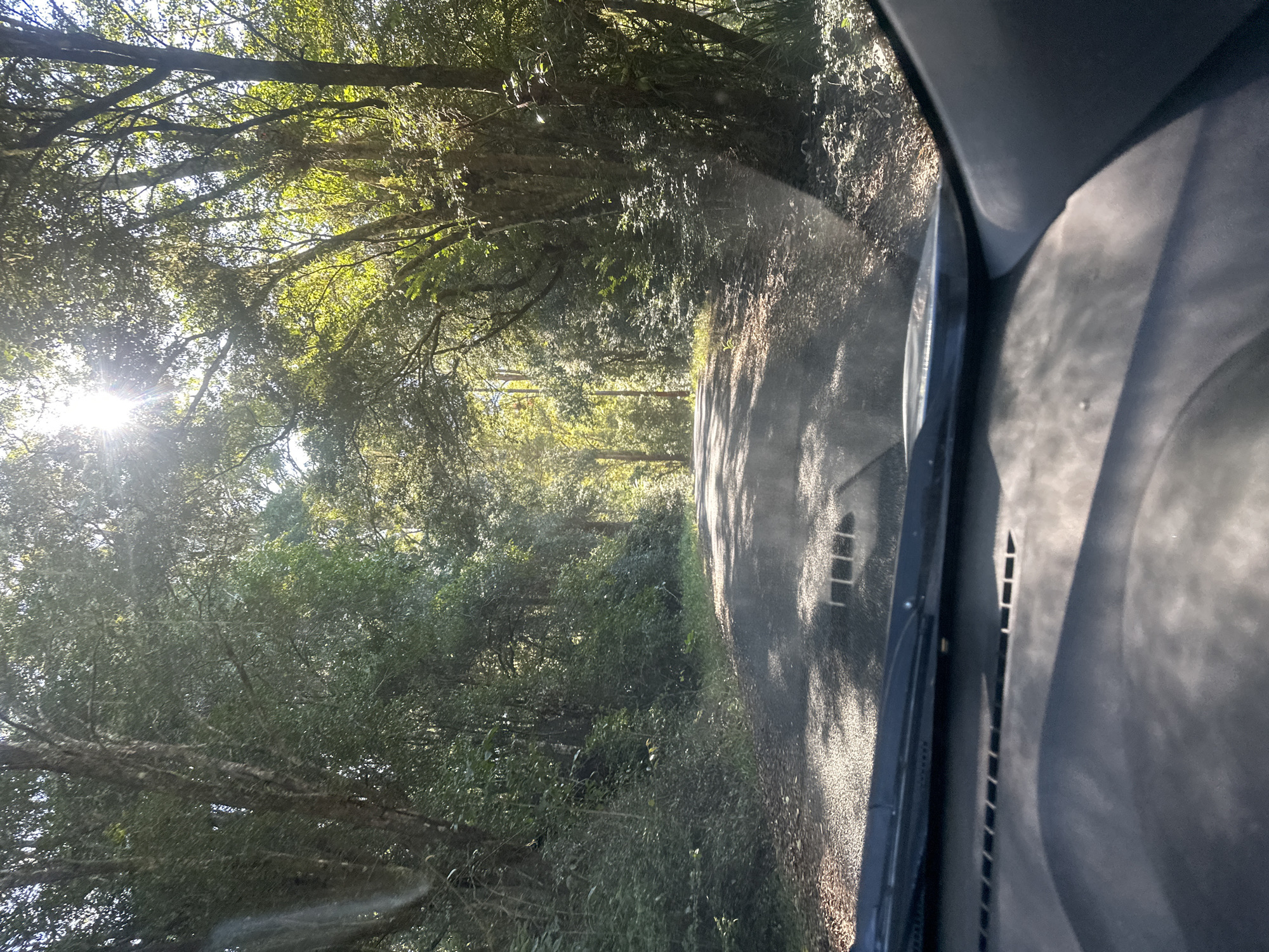 The image depicts a view from inside a vehicle looking out at a paved road winding through a dense, sun-dappled forest. The road is dark asphalt with patches of sunlight and shadow. The surrounding environment is characterized by tall trees with lush green foliage, their branches forming a canopy overhead. The sun is visible through the trees, creating lens flare and highlighting the leaves. The foreground shows the dashboard and windshield of the vehicle, with reflections visible on the glass. The scene appears to be a rural or natural setting, possibly a scenic drive in the area of Thora, Australia, given the reference. There are no people or animals visible in the image.