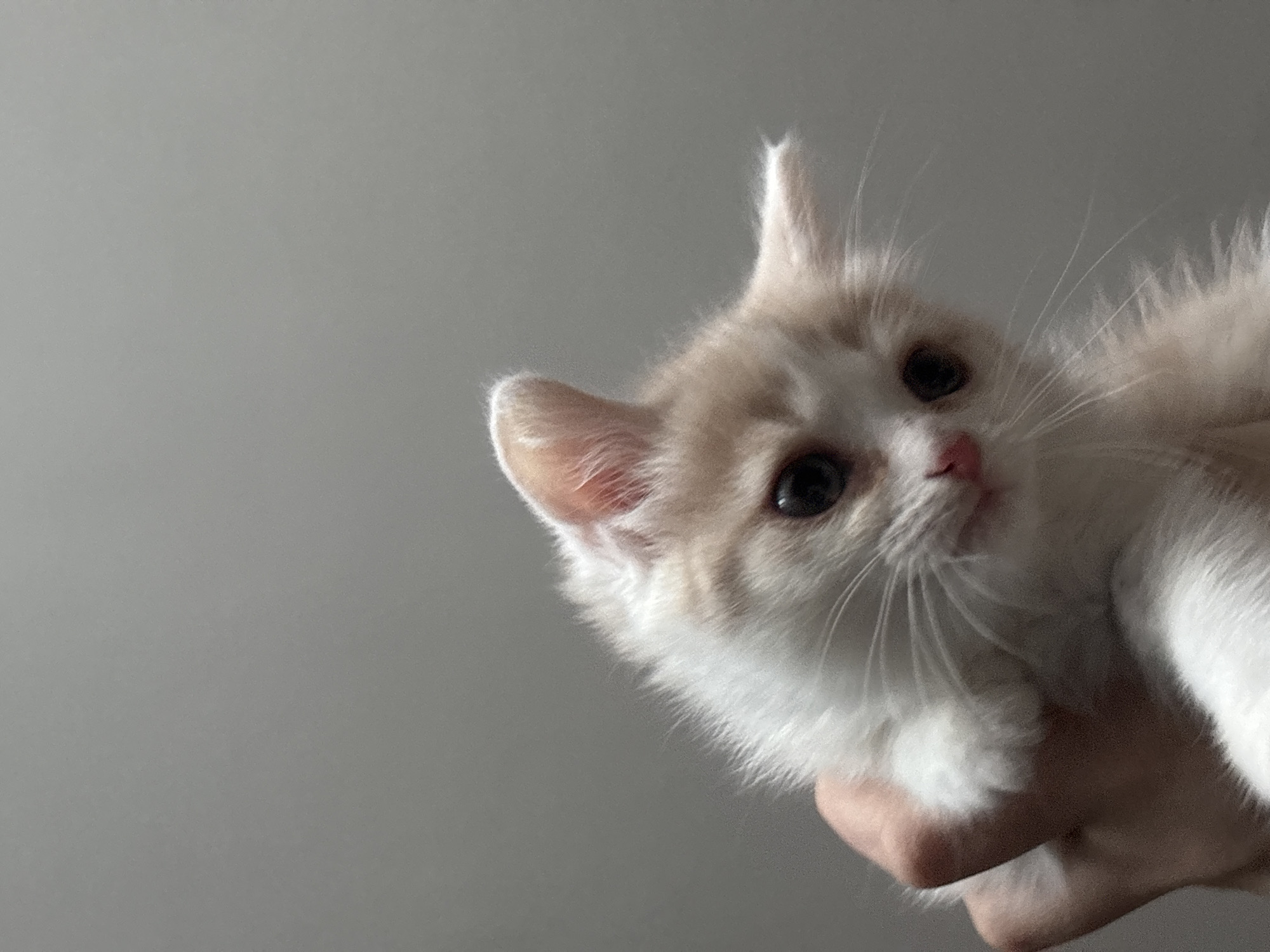 A close-up shot of a light orange and white kitten being held in a person's hand. The kitten is looking upwards and to the left of the frame. The background is a plain gray wall. There is no indication of the city of Perm, Russia, or any other specific location.