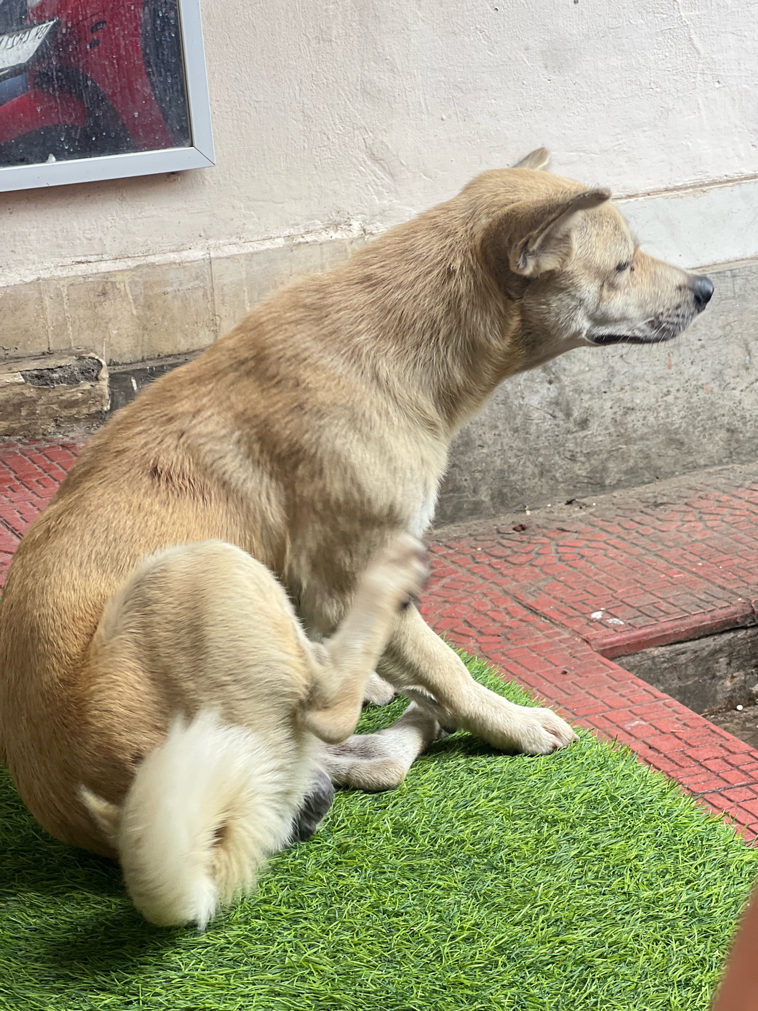A medium-sized, light brown dog is sitting on a patch of artificial green grass, which is bordered by a red tiled pathway. The dog is facing to the right and appears to be scratching its head with its hind leg. Behind the dog, a pale beige wall extends upwards, and to the left, a framed picture with a red object, possibly a vehicle, is visible. The ground surrounding the tiled pathway is a rough concrete surface. The scene is outdoors, likely in a public space in Denpasar, Indonesia, given the typical urban street dog population and the style of the surrounding architecture.