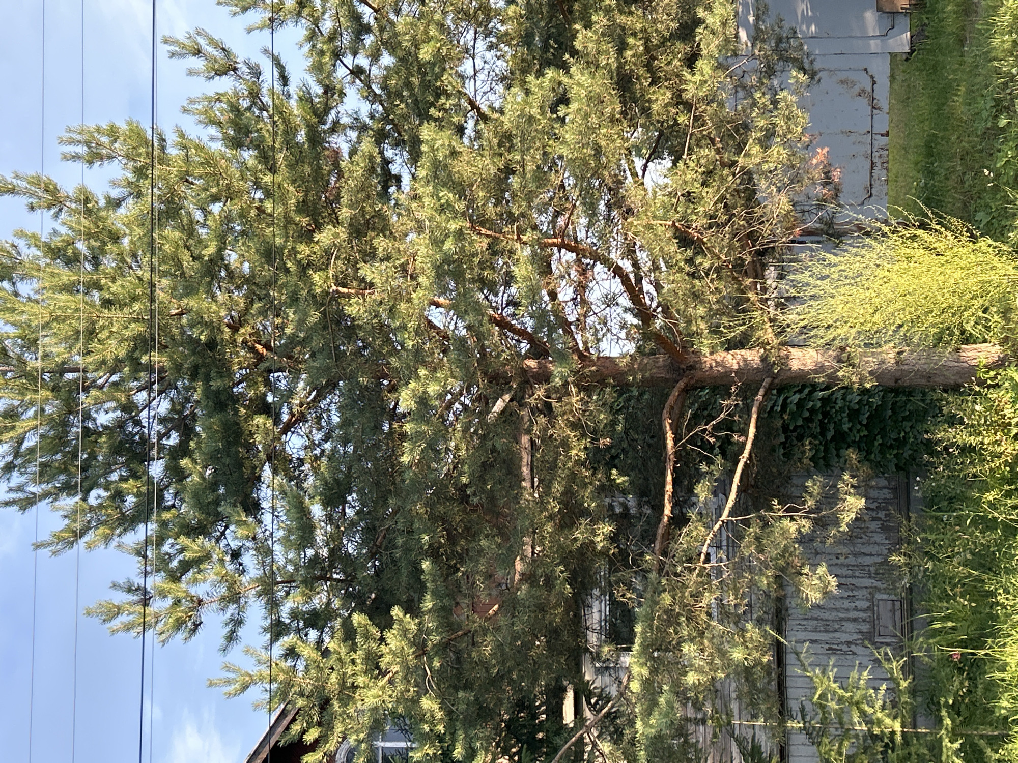 An outdoor, eye-level, vertical, medium shot captures a large pine tree in the foreground, its branches casting dappled light and shadow across the scene. The tree's rough, brown bark is visible, with its needles forming a dense canopy that obscures much of the background. To the left of the pine tree, a portion of a wooden house with a dark roof is visible, along with a window and part of a wall. Behind the pine tree, a weathered, gray wooden fence runs horizontally, showing signs of age and wear. Green ivy climbs the fence in some areas. In the lower part of the image, lush green grass and various other plants, some with bright green foliage, grow abundantly. The sky above is clear blue, with a few thin, horizontal power lines stretching across the frame, intersecting with the tree's branches. No people or animals are present in the scene. The lighting suggests it is daytime, with the sun likely positioned to the left, illuminating the foliage and creating a warm glow.
