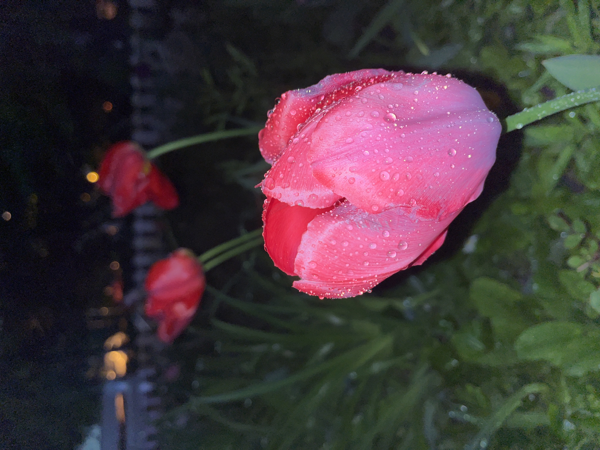 A close-up, vertical photograph features a vibrant pink tulip adorned with numerous water droplets, occupying the right and center of the frame. The tulip's petals show subtle variations in shade, transitioning from a deeper red at its base to a brighter pink towards its edges, with light reflections glinting off the water beads. Its green stem extends upwards and to the right, also bearing small droplets.
In the blurred background, two other red tulips are visible to the left, significantly out of focus, suggesting more flowers in the immediate vicinity. The overall background consists of dark, out-of-focus green foliage, likely grass or leaves, with hints of smaller water droplets. Scattered throughout the darker, distant background are several soft, circular bokeh lights, indicating artificial light sources or reflections in the evening or night. The image captures a serene outdoor scene, likely a garden in Sofia, Bulgaria, after rainfall or heavy dew, emphasizing the freshness and delicate beauty of the wet petals. No text is visible in the image.