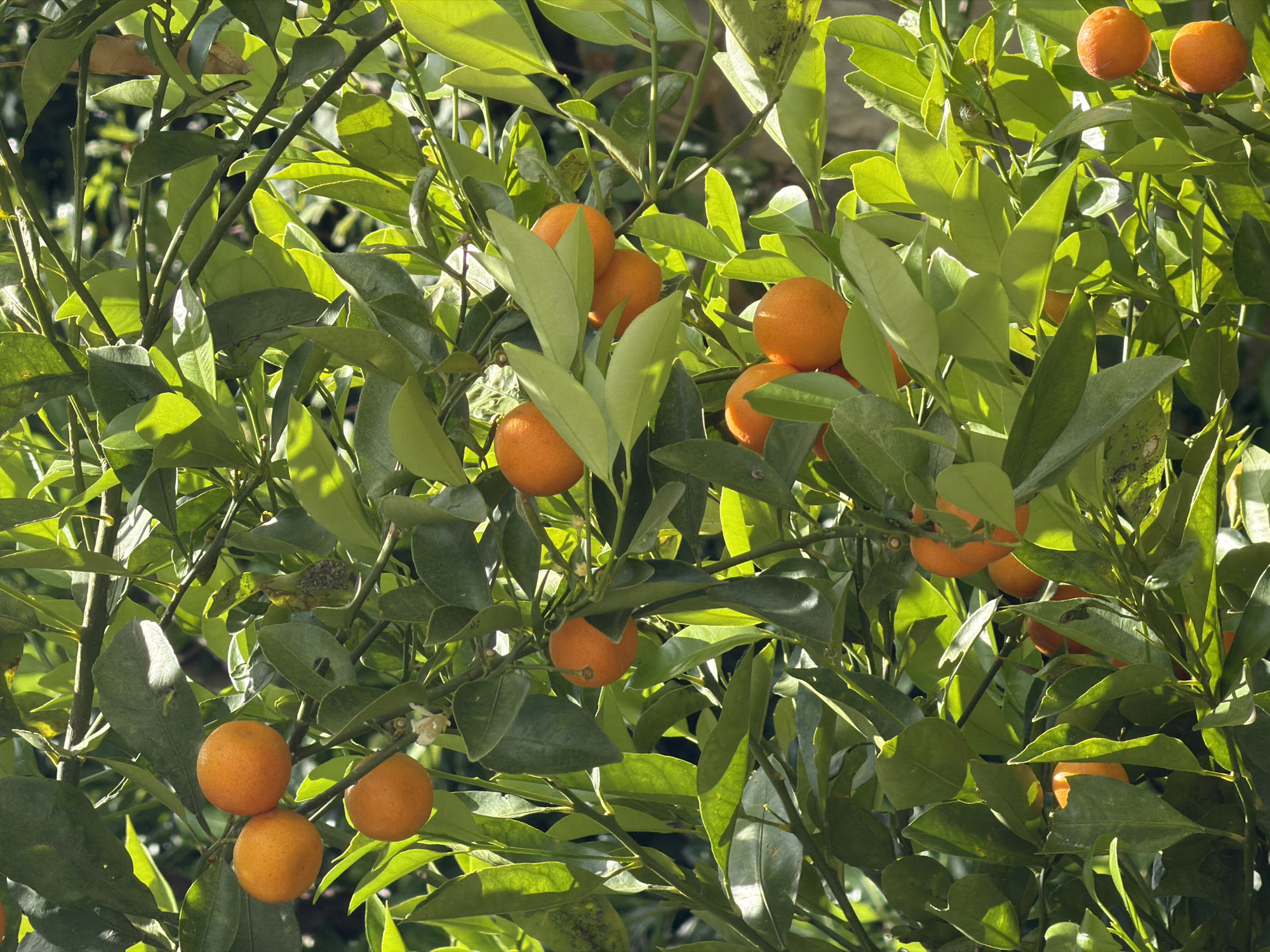 The image shows a close-up view of a citrus tree, likely a tangerine or orange variety, laden with ripe fruit and dense green foliage. The fruit are a vibrant orange color, contrasting with the various shades of green leaves. Sunlight filters through the canopy, creating a dappled lighting effect. The background is blurred, suggesting a natural outdoor environment, possibly in Gošići, Montenegro. There are no visible people or explicit actions taking place.