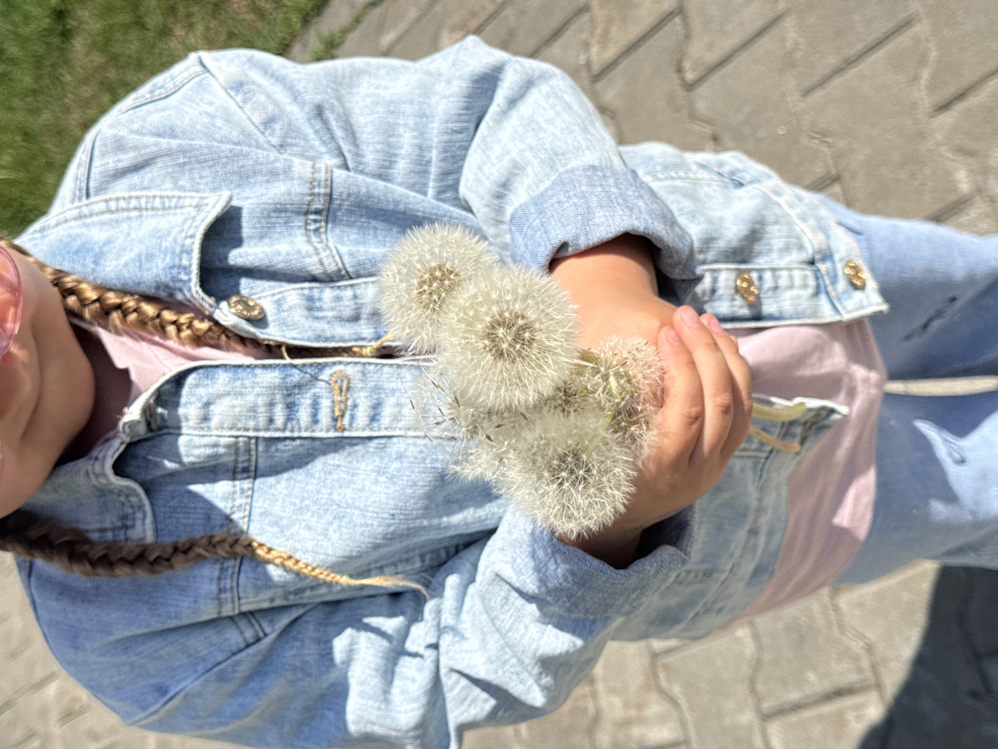 The image captures a top-down view of a person, likely a child, holding a small bouquet of mature dandelions in their hands. The dandelions are in their distinctive "puffball" stage with fluffy white seeds. The person is dressed in a light blue denim jacket, partially revealing a light pink or purple shirt underneath, and light blue denim jeans. A brown braided hair extension or braid is visible over the person's left shoulder.
The scene is set outdoors in Megion, Russia, under bright daylight conditions, suggesting a sunny day. The background consists of a paved surface with grey, rectangular pavers visible on the right and bottom, and patches of green grass on the left, indicating a park, garden, or sidewalk environment. The activity depicted is simply holding the dandelions, which often implies a moment of play, contemplation, or appreciation for nature. There is no visible text in the image.