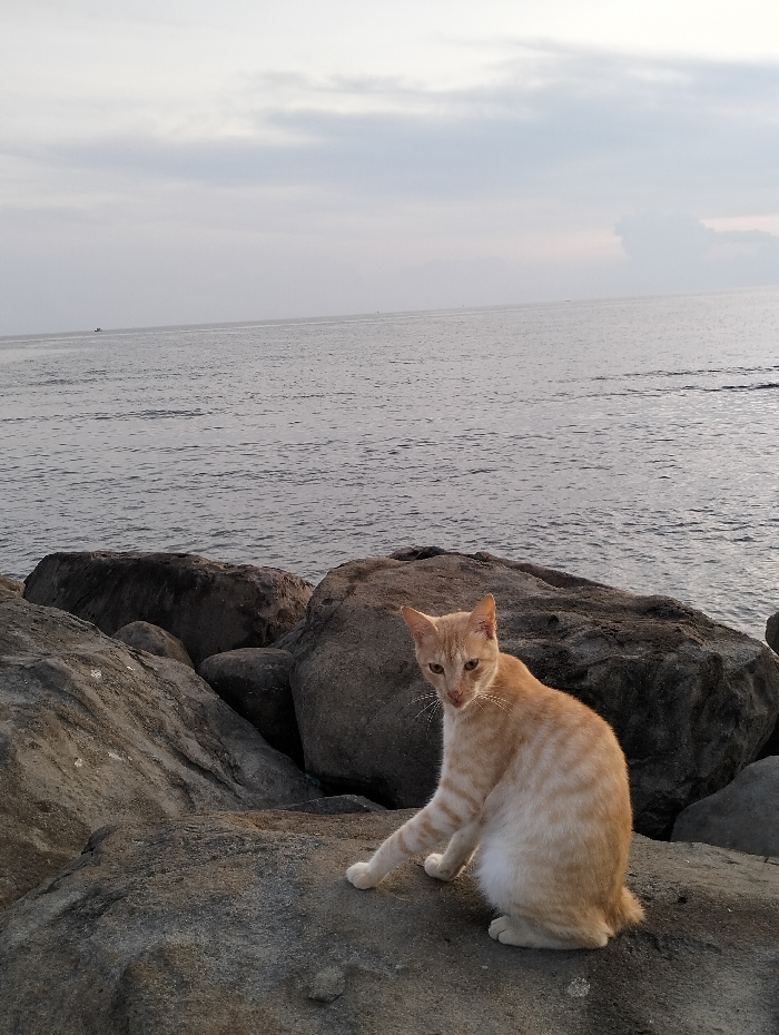An orange and white cat sits on a rock formation overlooking the sea. The cat faces forward with its ears perked. Behind the cat, there are other large rocks leading to the water's edge. The sea stretches to the horizon under a cloudy sky. The water is a dark gray, contrasting with the lighter sky.