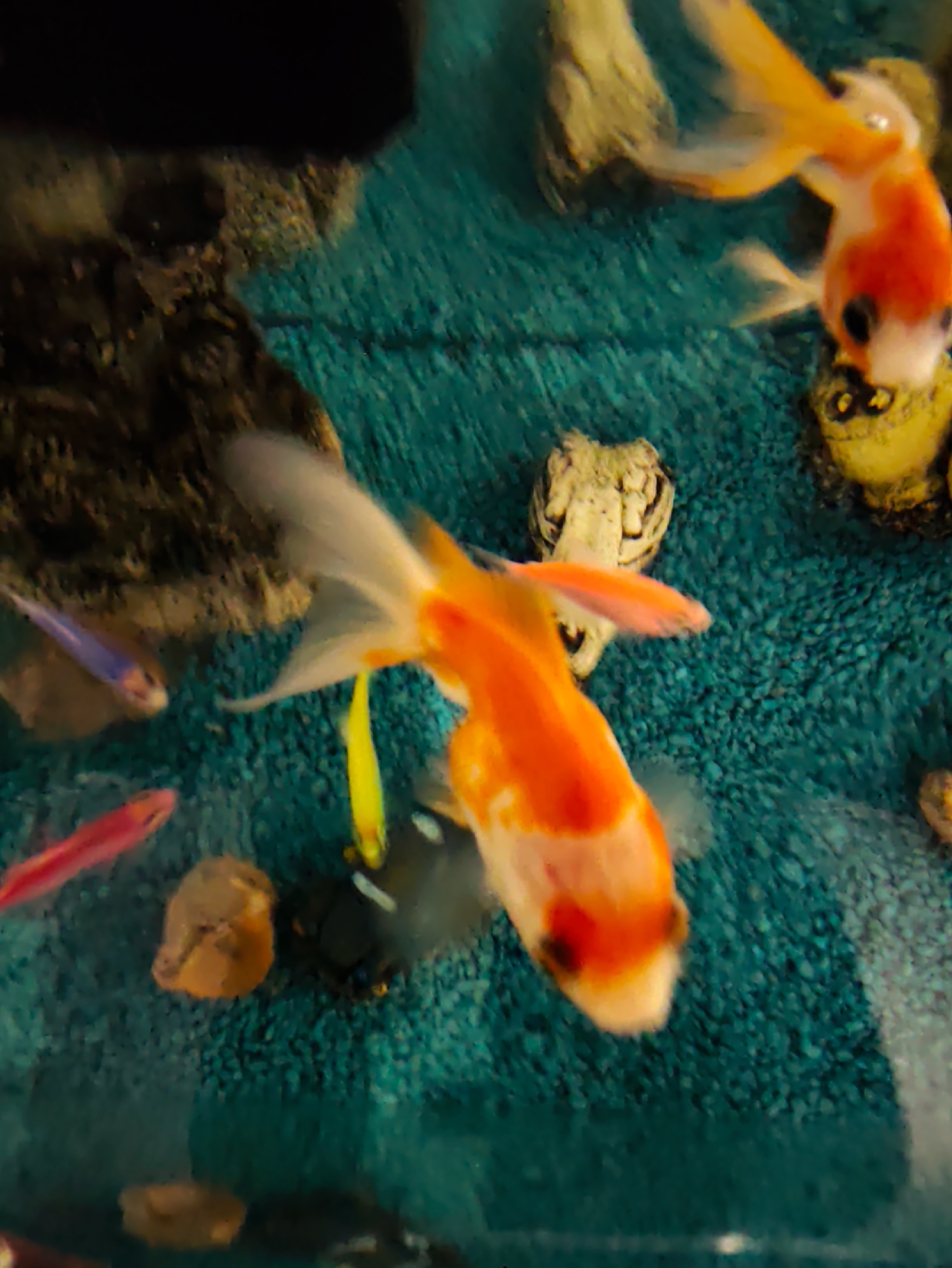 This image depicts an aquarium filled with various fish and decorative elements. The bottom of the tank is covered with a textured, teal-colored gravel or mat.
In the prominent central position, a large orange and white goldfish, showing significant motion blur, swims towards the lower right. It has distinct dark markings, possibly on its head or near its eyes. A second, similar orange and white goldfish, also blurred, is partially visible in the upper right quadrant.
Multiple smaller, slender fish are also present: a vivid pink or red fish in the lower-left corner, a purple or blue fish in the mid-left area, and a yellow fish positioned slightly below the center. Some indistinct dark shapes, possibly other fish or objects, are visible near the bottom.
Aquarium decorations include a dark, irregularly shaped rock or log structure visible in the upper and mid-left, covered in what appears to be detritus or algae. In the upper right, a small, yellowish, ornate ceramic decoration with dark accents is partially obscured by a fish. Several small, natural-toned pebbles or rocks are scattered across the teal substrate. All fish exhibit motion blur, indicating active movement within the clear water.