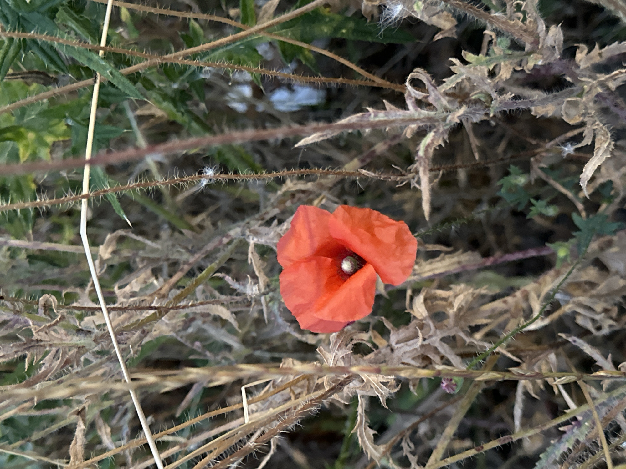 An outdoor, medium shot captures a single, vibrant red poppy in the center of the frame. The poppy, with its delicate petals, is surrounded by a dense thicket of dry, straw-colored grasses and stems. Some of these stems are thin and spiky, while others are thicker and appear withered. In the background, hints of green foliage are visible, suggesting a natural, uncultivated setting. The lighting appears natural, casting subtle shadows and highlighting the texture of the plants. The scene is devoid of any human presence or activity. The overall impression is one of natural beauty amidst a wild, overgrown environment. There is no information about the location in Krefeld, Germany.