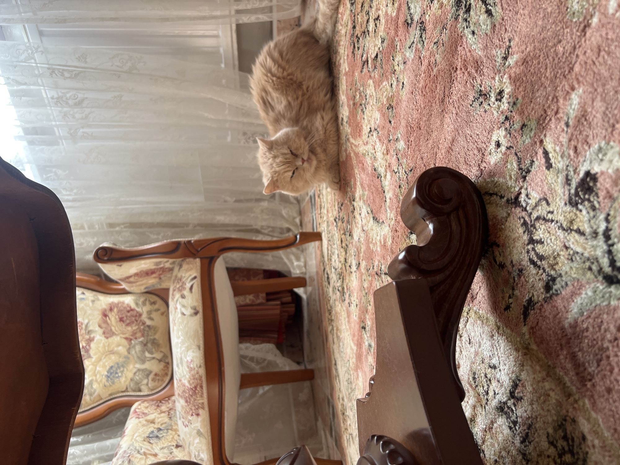 A fluffy, ginger cat with its eyes closed is lying on a patterned rug. The cat is positioned on the right side of the frame. In the background, an ornate armchair with floral upholstery is visible, and sheer curtains cover a window. A wooden table leg is in the foreground on the left, and another wooden table leg is on the right. The scene appears to be an indoor setting, possibly a living room, with no discernible connection to the city of Bender, Moldova.