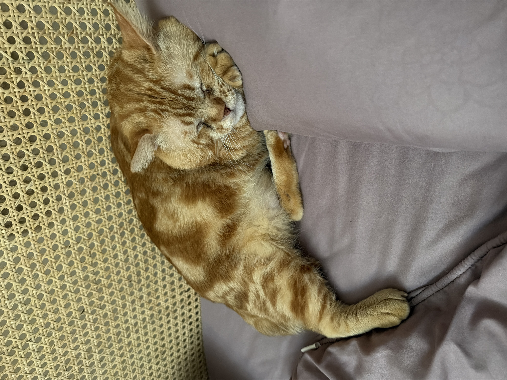 A medium shot depicts an orange tabby cat curled up asleep on a cushion. The cat's head rests on the cushion's edge, with its paw tucked near its face. The cat's body is sprawled out, with its tail and hind legs visible. The cushion appears to be a solid, light purple color and is slightly wrinkled. To the left of the cat, a woven chair can be seen. The setting appears to be indoors. This image was taken in Ungasan, Indonesia.