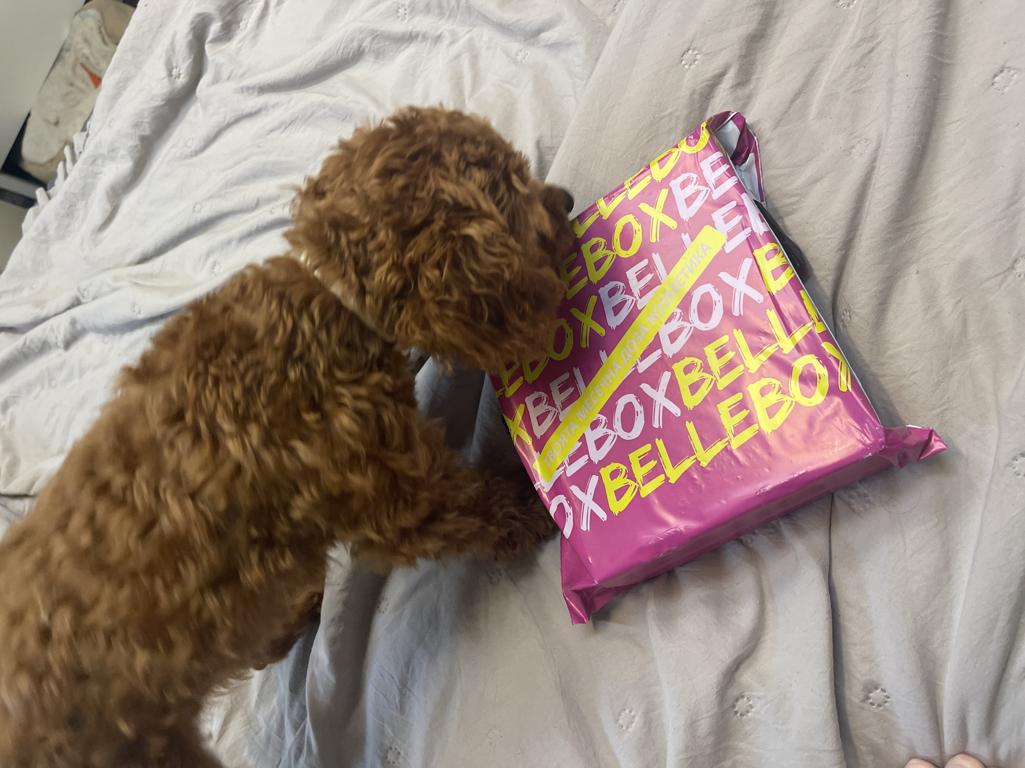A small to medium-sized brown dog, likely a poodle or doodle mix, with curly fur, is captured leaning over and sniffing a vibrant pink package on a bed. The dog's head is lowered, showing a curious interest in the item. A light-colored collar is visible around its neck.
The package is a soft plastic mailer, predominantly bright pink, with bold yellow text repeatedly spelling "BOXBELLI." Below this, smaller white Cyrillic text reads "ТВОЯТА МЕСЕЧНА ДОЗА КОЗМЕТИКА," which translates to "YOUR MONTHLY DOSE OF COSMETICS." This detail strongly suggests the package is from a beauty or cosmetic subscription service, aligning with the provided location context of Sofia, Bulgaria.
The setting is an indoor space, likely a bedroom, with the package and dog resting on a bed covered with light-colored, possibly greyish-white, wrinkled bedding. The fabric features a subtle, repeating pattern of small circular raised textures or stitching. The lighting suggests an indoor environment. The image conveys a moment of domestic curiosity as the dog investigates the newly arrived package.