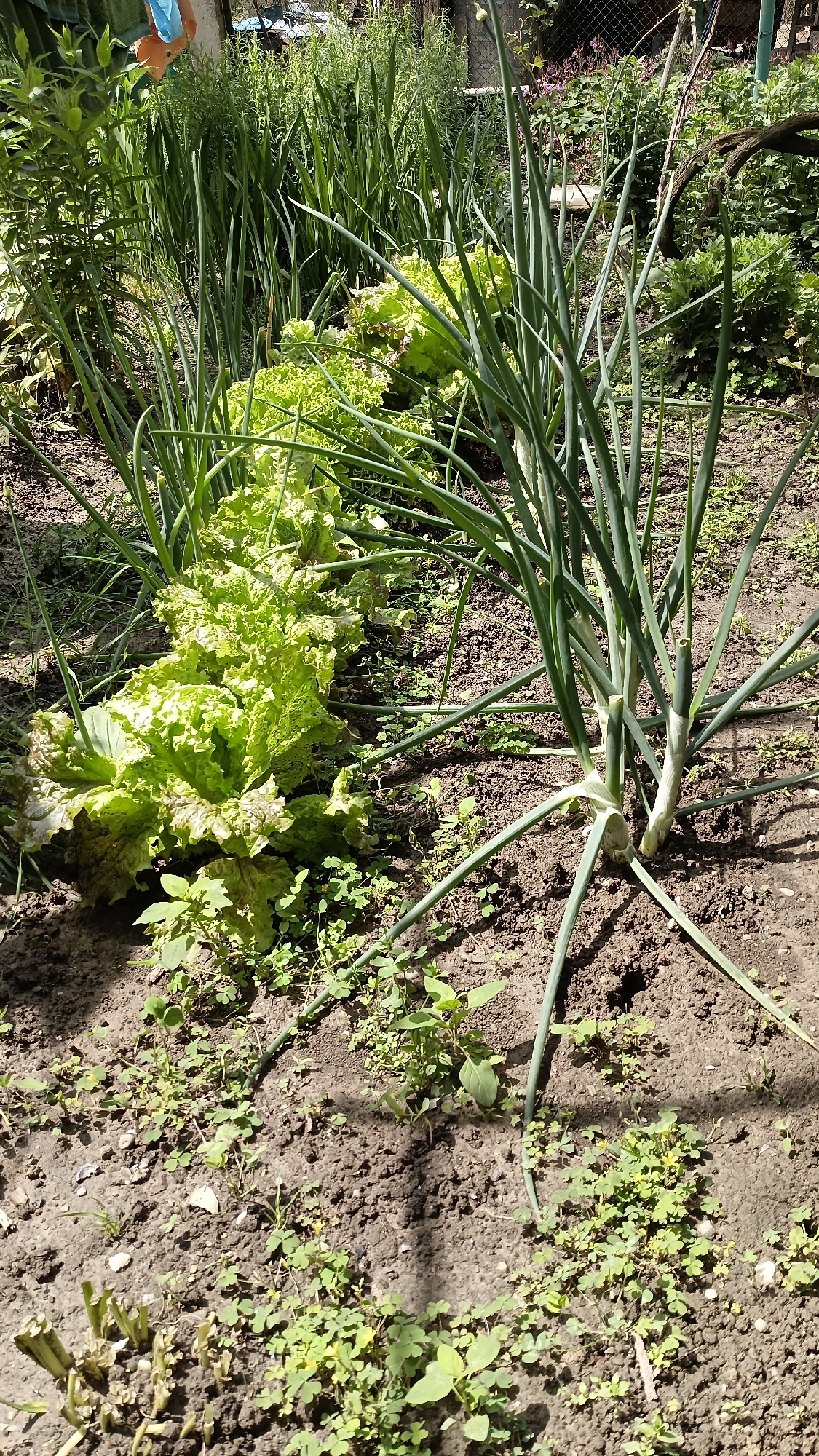 The image depicts a garden patch in Muzga, Bulgaria. Rows of mature lettuce plants and tall green onions are planted in the dark soil. The ground between the plants is covered with small weeds. A fence and other green plants are visible in the background. The image is taken in daylight.