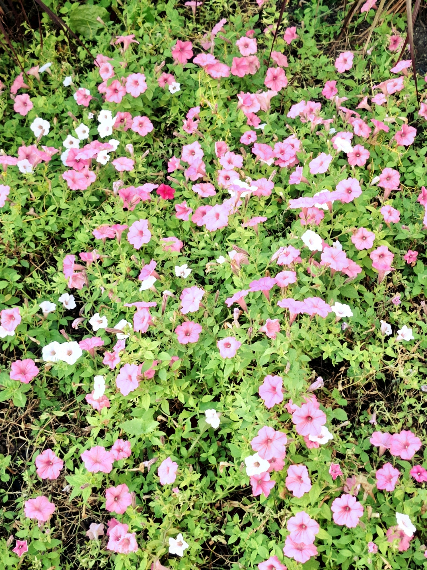 An overhead shot displays a dense patch of ground cover filled with numerous pink and white petunias, interspersed with vibrant green foliage. The flowers, with their trumpet-shaped blooms and delicate petals, are scattered generously across the frame. Some petals are cupped, revealing their inner structures, while others are unfurled. A few of the flowers exhibit a deeper pink or magenta hue, and some are a stark white. The leaves are a rich green, some appearing glossy, and they create a lush backdrop for the colorful blossoms. The ground beneath the plants is visible in patches, appearing as dark soil and dry, twiggy debris. The scene suggests an outdoor setting, possibly a garden bed or a naturalized area where these flowers are thriving. There are no discernible people, structures, or distinct landmarks to indicate a specific location within a city, thus the location is unknown.