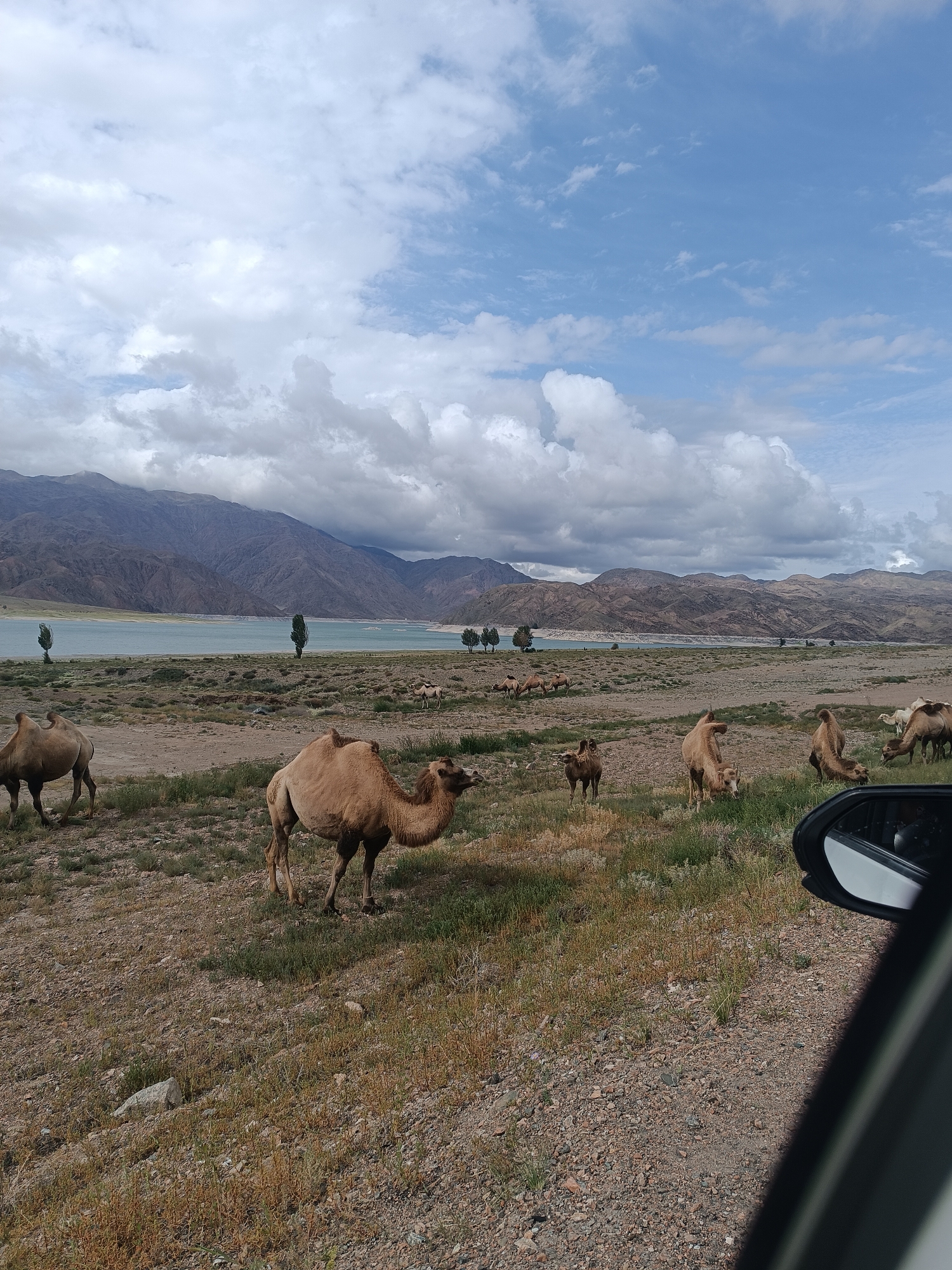 The image captures a herd of camels grazing in a semi-arid landscape with a body of water and mountains in the background. The foreground features several camels, one in sharp focus with its head turned to the right, and another in the lower left corner walking away from the camera. The middle ground shows more camels scattered across the dry, grassy terrain. Beyond the camels, a tranquil lake or reservoir is visible, bordered by rolling hills and majestic, rugged mountains under a sky filled with dramatic, cloud formations. The scene is framed on the right by the interior of a vehicle, specifically the side mirror and part of the car's door, suggesting the photo was taken from a moving vehicle. The environment appears to be natural and remote, indicative of a place like the city of Sasyk-Bulak, Kyrgyzstan, known for its scenic natural beauty and grazing livestock.