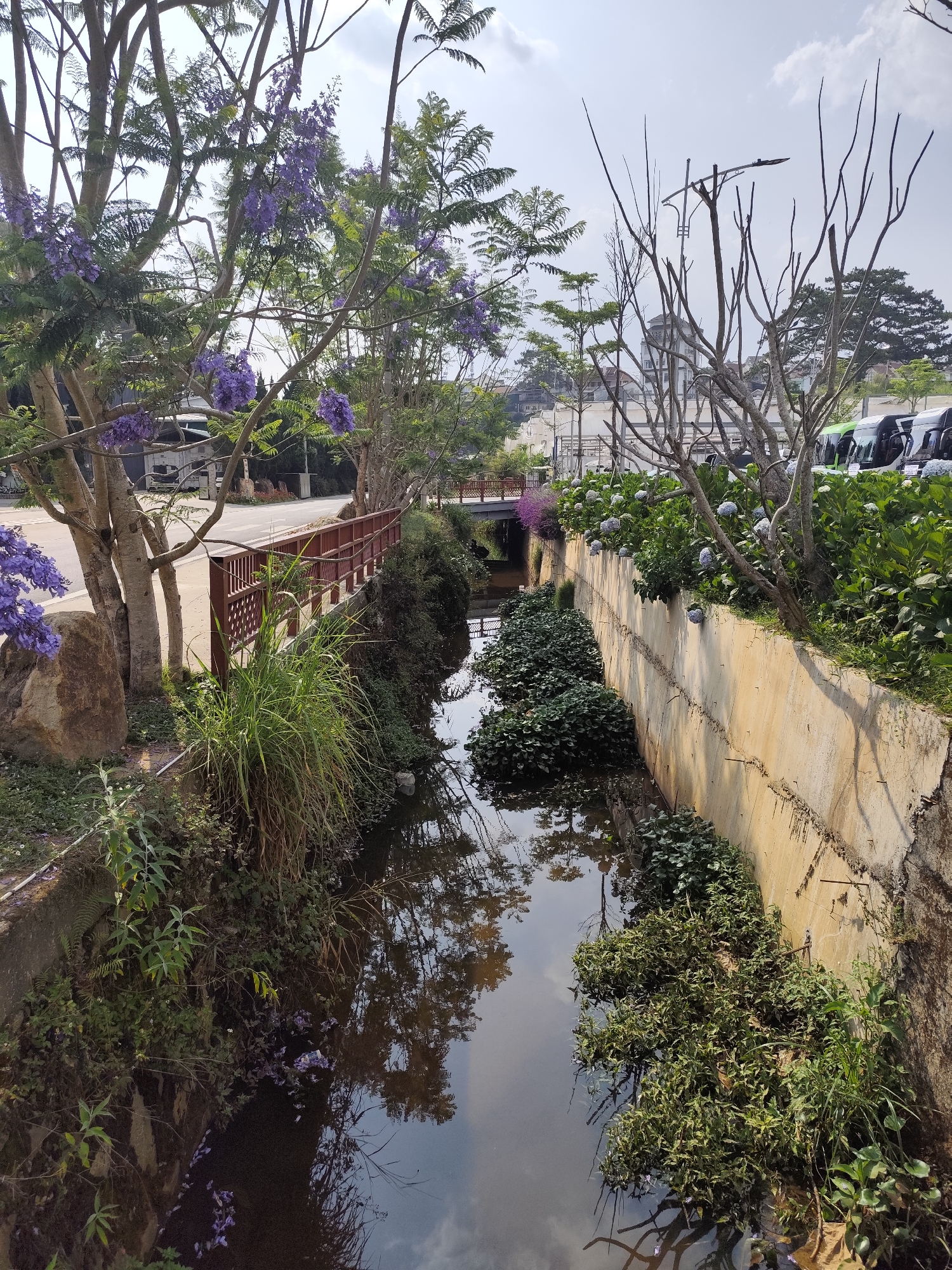 The image shows a narrow canal running through an urban landscape, likely in Cam Ly - Đà Lạt, Vietnam. The canal has concrete embankments on both sides. The water surface reflects the sky and overhanging trees. Lush vegetation grows along the edges of the canal. On the left side, there are trees with purple flowers, grass, and other plants. A brown wooden fence is also visible on the left. On the right side, a row of hydrangea bushes with pale blue flowers grows along the top of the embankment, behind bare branched trees. In the background, buildings, vehicles, and streetlights are discernible. The sky is overcast.