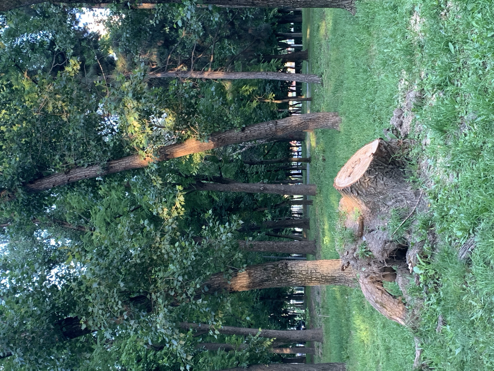 An outdoor shot depicts a park setting with lush green grass and a dense canopy of trees. In the foreground, a large tree stump with exposed roots is visible on the left side of the frame, its cut surface angled upwards. The stump is surrounded by grass and dirt. Behind the stump, a line of trees stretches into the background, their trunks varying in thickness and spacing. The dappled sunlight filtering through the leaves creates patches of light and shadow on the ground and tree trunks. The sky is not visible. The overall scene suggests a natural environment within a potentially urban park.