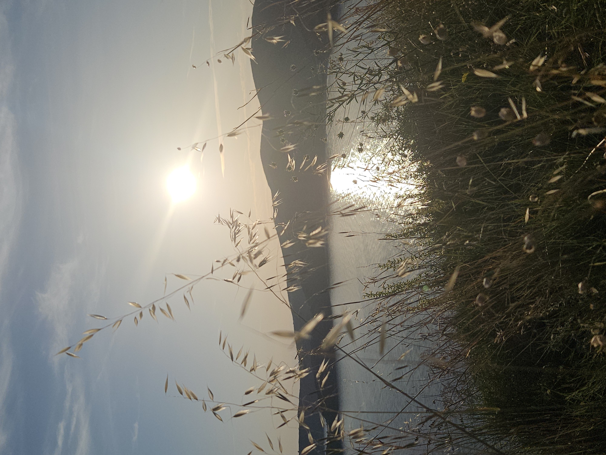 The image displays a serene natural landscape, oriented horizontally, likely at sunrise or sunset. The scene is dominated by strong backlighting from a bright sun positioned in the upper left quadrant.
In the foreground, numerous stalks of dried, light-colored grass and wild plants extend across the bottom and left side of the frame. These plants, with delicate leaves and seed heads, are sharply outlined and appear almost translucent or golden due to the intense sunlight shining through them.
The midground features a calm body of water, possibly a lake or sea, reflecting the sun's brilliance as a shimmering path of light. On the far side of the water, a dark, undulating landmass, appearing as a range of hills or mountains, is silhouetted against the bright sky, creating a stark contrast.
The background consists of a clear sky, transitioning from a soft light blue in the upper right to a brilliant, almost white glow around the sun. A few faint, wispy clouds are subtly visible in the lighter parts of the sky.
The time of day is indicated by the low-angle sun and its warm, golden light, suggesting either early morning or late afternoon. The overall atmosphere is peaceful and natural. There are no people, explicit activities, or visible text in the image.
