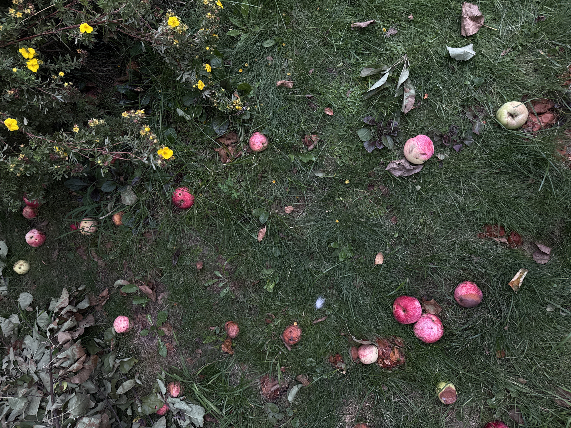 The image shows a ground-level view of grass and fallen leaves, with several apples scattered on the ground. The apples vary in color, appearing red, pink, and green. Some of the apples show signs of bruising or decay. In the upper right portion of the image, a bush with small yellow flowers is visible. The setting appears to be outdoors, possibly in a park or garden. The image does not contain any people or specific identifiable landmarks of Khliupino, Russia.