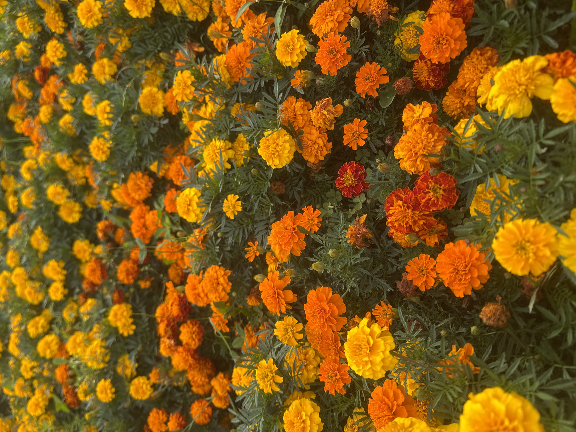 The image depicts a dense bed of marigolds, predominantly in shades of orange and yellow, with some darker red-orange blossoms interspersed. The flowers are in various stages of bloom, with some fully open and others as buds. They are tightly packed together, creating a textured carpet of color. The foliage is a deep green and appears healthy, filling the spaces between the flowers. The scene suggests an outdoor garden setting. The specific location within the city of Sovkhoza imeni Lenina, Russia, cannot be determined from the image alone, as there are no distinguishing landmarks or contextual clues. There are no people, animals, or man-made objects visible in the frame.