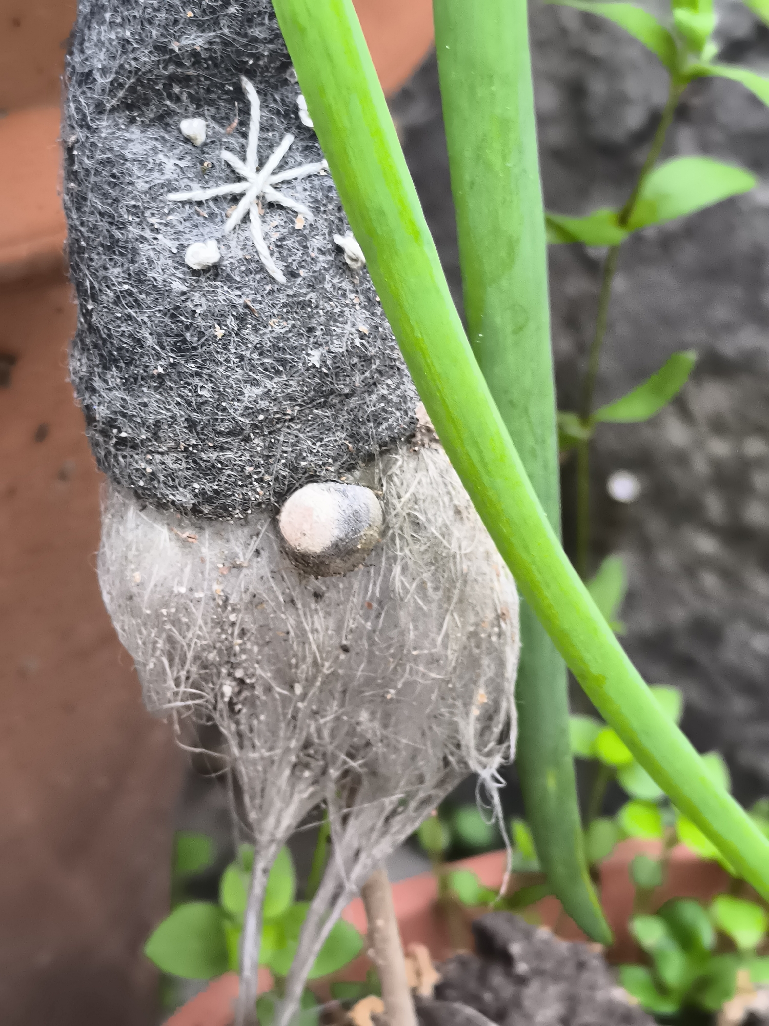 This close-up vertical photograph, taken in Dercekliai, Lithuania, depicts a weathered garden gnome figurine positioned amidst green vegetation. The central subject is a fabric gnome, characterized by a dark grey, felt-like hat adorned with a white embroidered snowflake design and several small, irregular white elements, identified as pebbles or beads, attached to the fabric. The hat's surface shows an accumulation of small, dark particulate matter. Directly beneath the hat, a smooth, light-colored, spherical object functions as the gnome's nose. Below the nose, a voluminous mass of light grey, fibrous material forms the gnome's beard, exhibiting a matted and frayed texture with a significant accumulation of dark particulate matter. To the right of the gnome, two prominent, bright green, cylindrical plant stalks, consistent with chives or green onions, rise vertically. The background is largely out of focus, revealing a partial reddish-brown terracotta pot on the upper left, smaller vibrant green plant foliage in the mid-right and lower right, and darker, textured ground or surface elements in the lower center and right.
