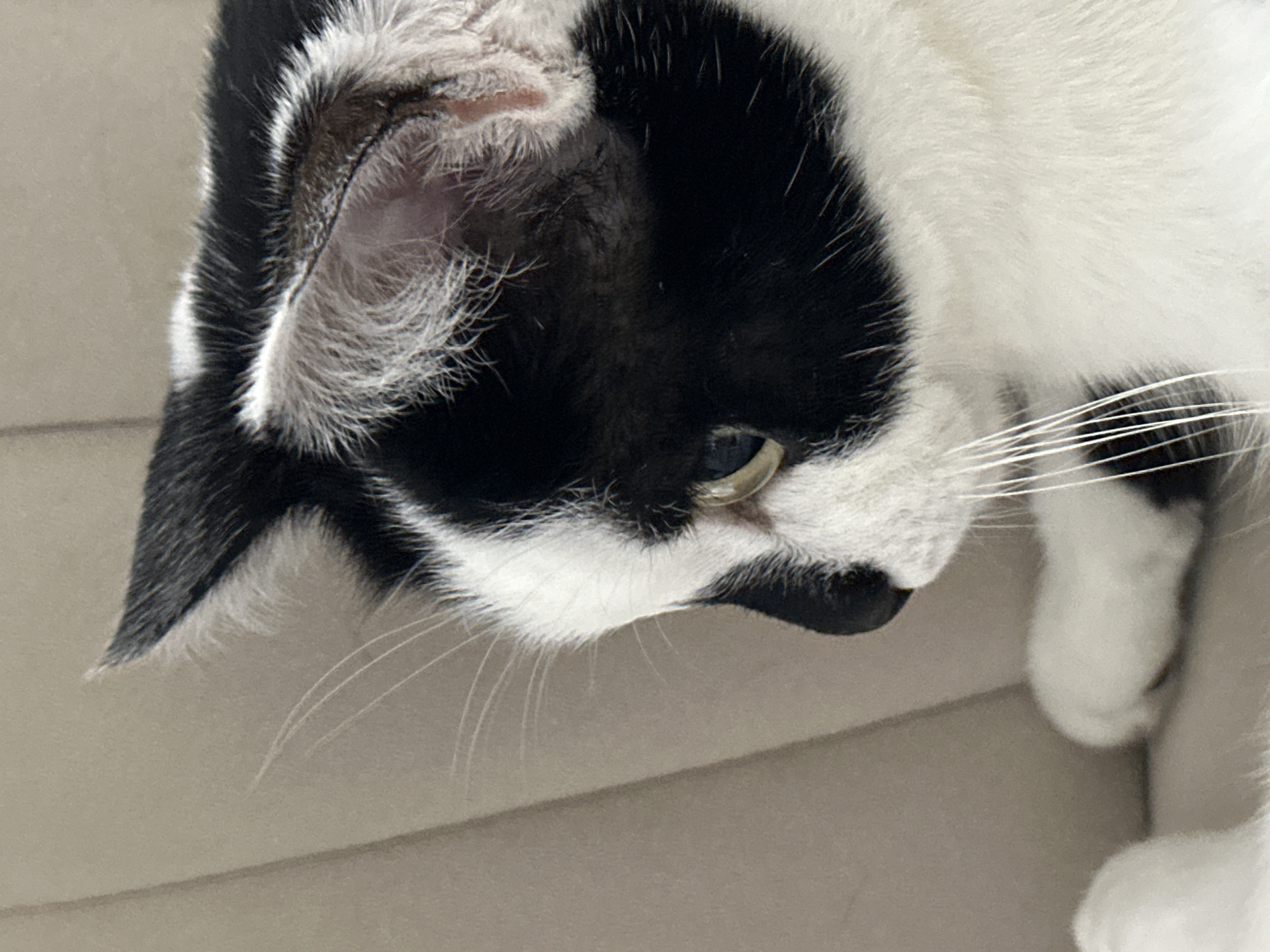 The image shows a close-up of a black and white cat's face. The cat is looking to the left, with its left eye visible. Its fur is predominantly white on its face and chest, with black markings around its eyes, ears, and on its head. The background is a neutral, textured surface, possibly upholstery or a wall, in a light brown or beige color. The image does not provide any information about the location in Kokshetau, Kazakhstan, or any human presence.