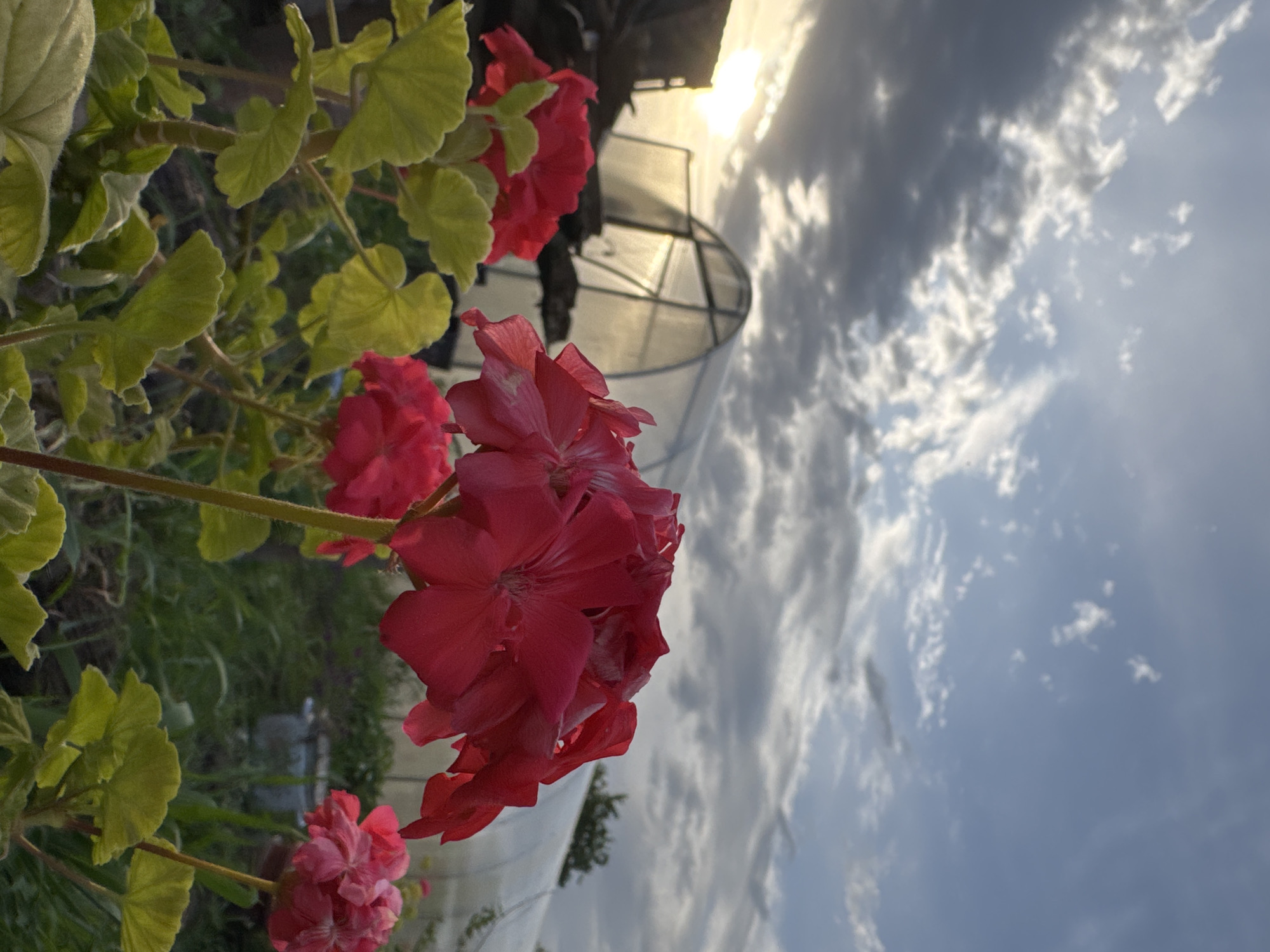 The image shows a close-up of a cluster of red geranium flowers, with green leaves in the background. Behind the flowers, a greenhouse is visible, with a cloudy sky above. The sun is setting, casting a warm light on the scene. The location is Nizhnyaya Gar', Russia.