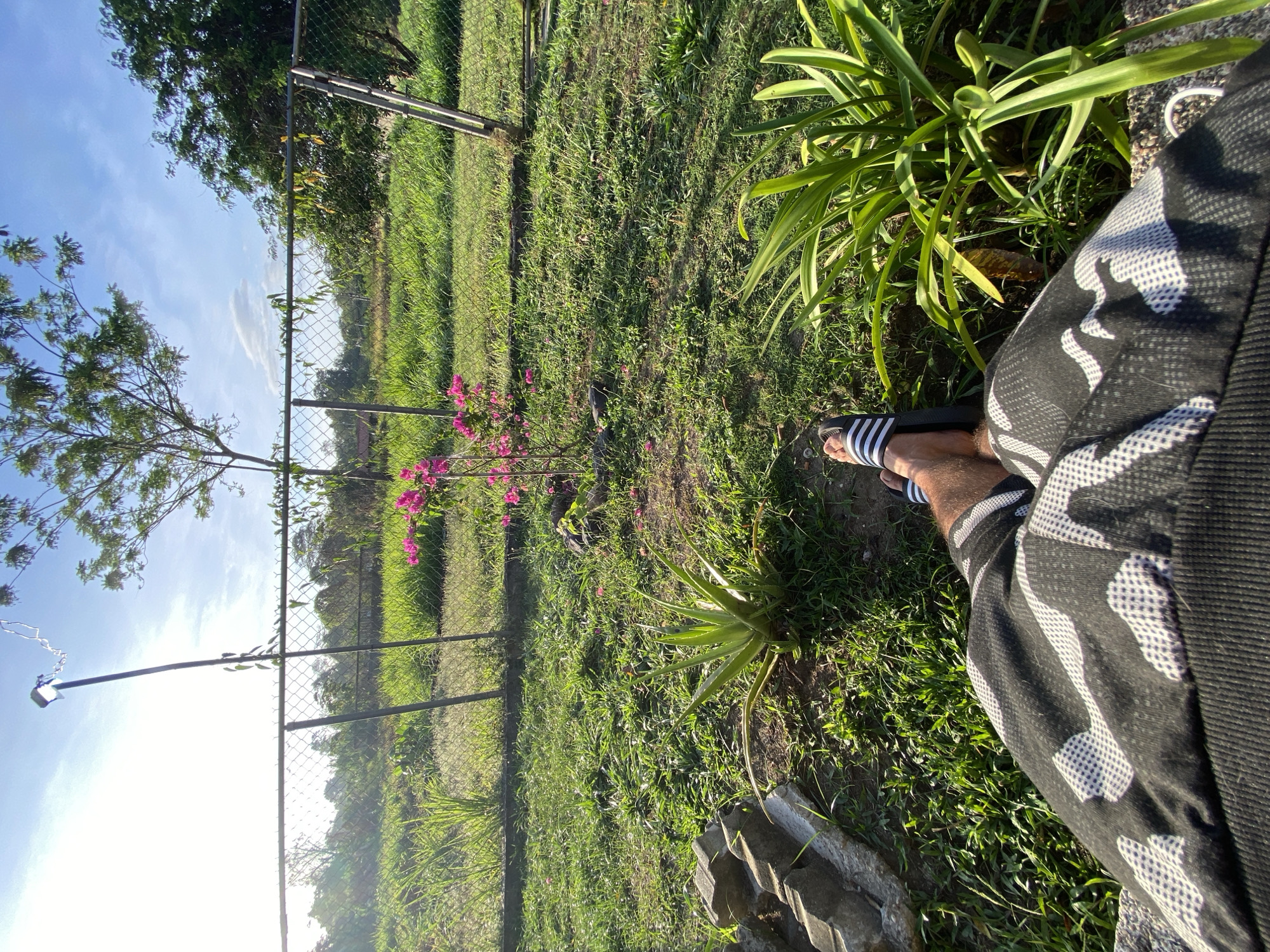 A low-angle, landscape-orientation photograph captures a fenced yard in Los Velásquez, Venezuela. The view is from the perspective of someone seated near the edge of a garden. A leg, clad in black and white patterned shorts, is visible on the right side of the frame. The person is wearing black and white Adidas sandals. The yard features a wire fence that runs along the left side. The grass is green and somewhat overgrown. There are various plants, including a small plant with pink flowers and several types of foliage. The sky is visible above the fence. A light source, likely the sun, illuminates the scene.