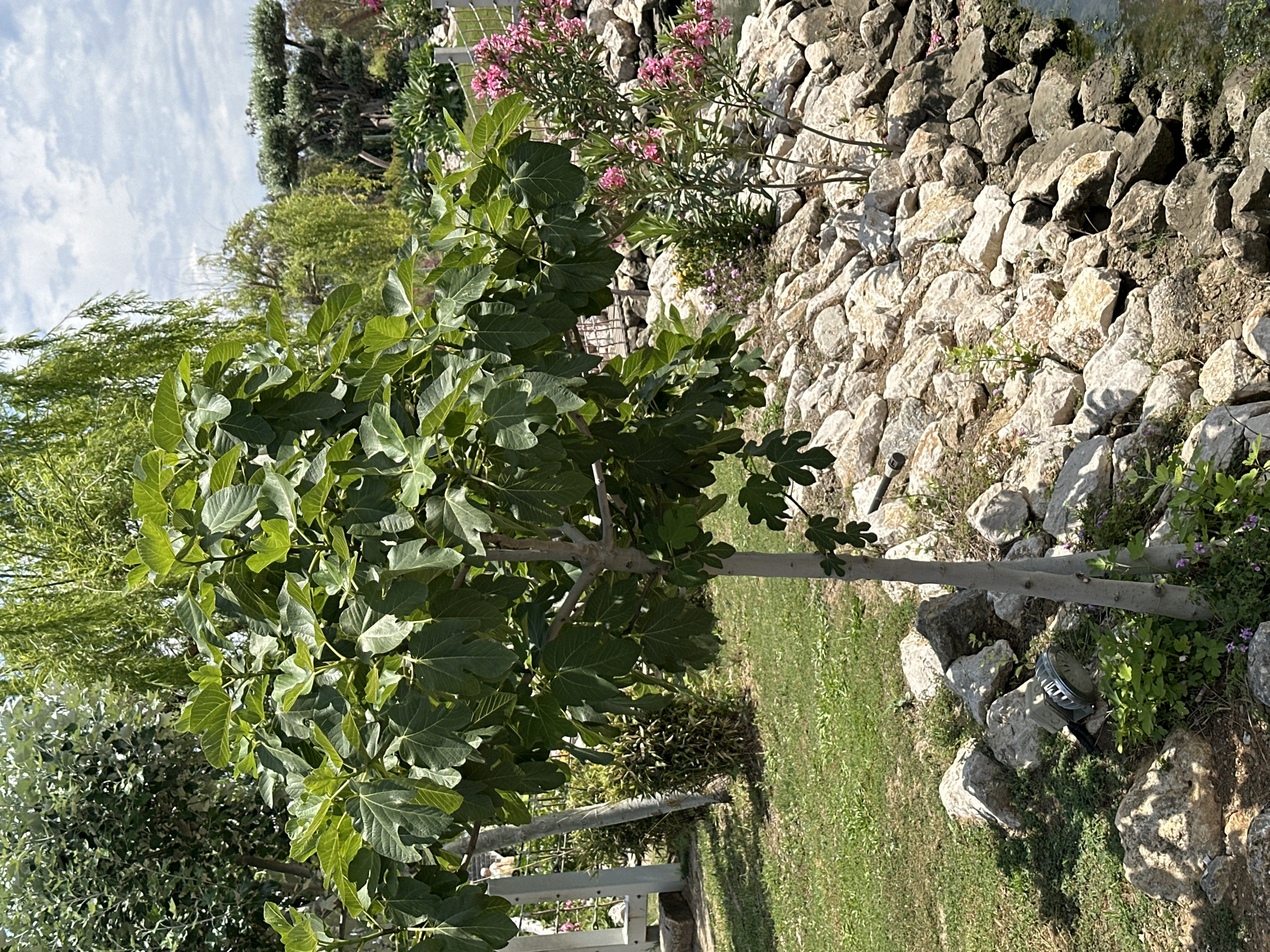 The scene depicts a garden landscape, likely in Fethiye, Turkey, given the vegetation and architectural style. A fig tree with large, lobed leaves is prominent in the foreground. Behind the fig tree, there's a mix of vegetation, including what appears to be a willow tree and flowering shrubs with pink blossoms. The background includes a retaining wall constructed of irregular stones. A portion of lawn is visible and there appears to be an outdoor lamp with a stainless-steel cover located at the base of the wall. The sky is partially visible, displaying a light blue hue. There are no people visible in the image.