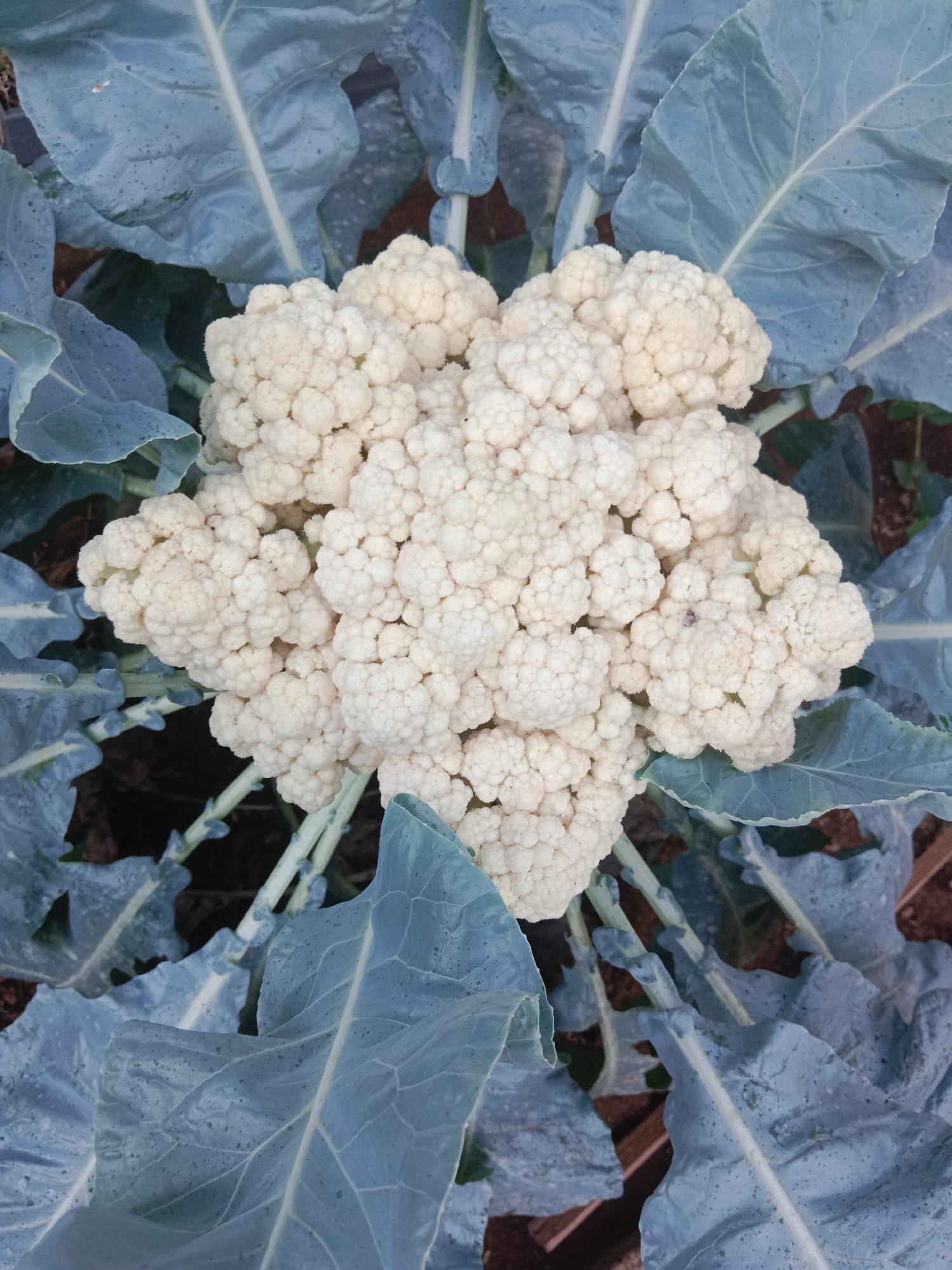 A close-up, overhead shot showcases a head of cauliflower growing in the ground, surrounded by its large, blue-green leaves. The cauliflower head is white and textured with tightly packed florets. The leaves are broad and veined, with some showing signs of wear or discoloration. The soil is dark and visible between the leaves. The image does not provide any information about the city of Probolinggo, Indonesia, or any people or actions.