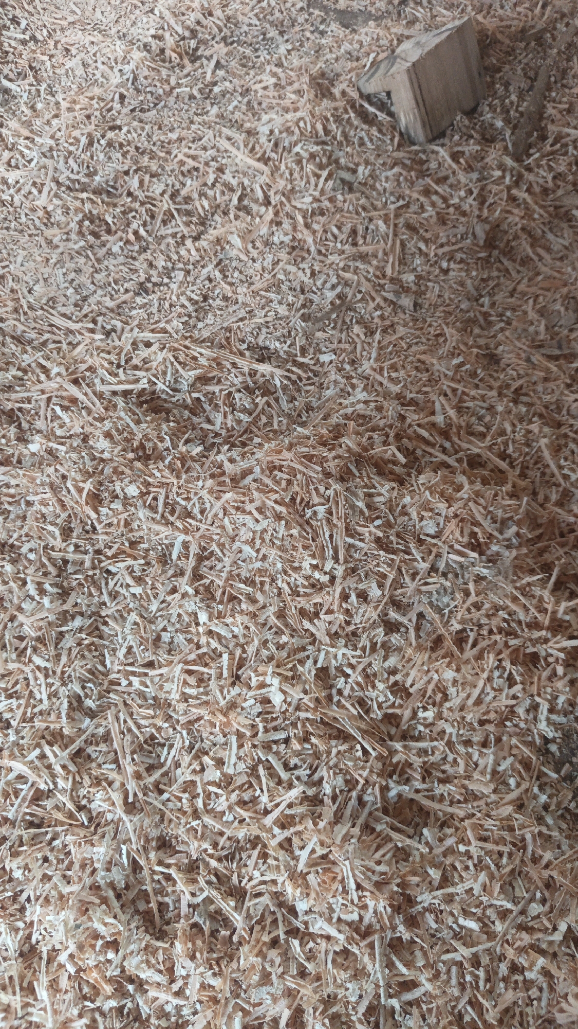 The image shows a pile of wood shavings on the ground, likely in a workshop or construction site in Kandangmas, Indonesia. A small, irregularly shaped piece of wood is visible in the upper right portion of the frame, partially embedded in the shavings. The shavings are predominantly light brown and tan, with some white or lighter-colored pieces mixed in. The texture is rough and uneven. There are no people or animals present in the image. The lighting appears to be natural, casting soft shadows. The overall impression is one of a work-in-progress or a byproduct of woodworking.