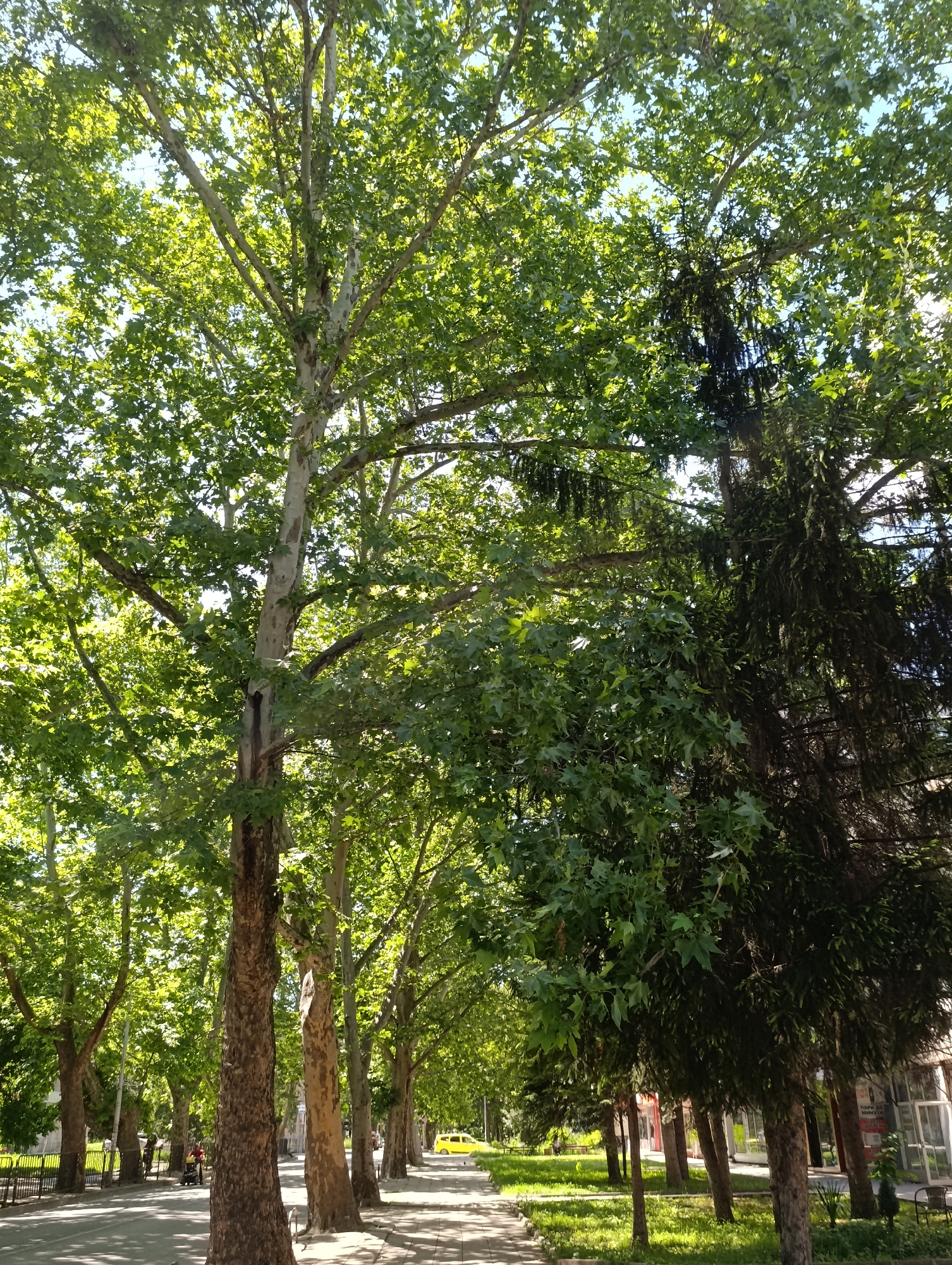 The image depicts a tree-lined street in Razgrad, Bulgaria, under bright sunlight. Large, mature trees with light-colored bark and green foliage dominate the foreground, creating a canopy over the sidewalk and a paved road. To the right, a darker, coniferous tree stands amidst the deciduous trees. The sidewalk is paved with light-colored stones, and a green grassy area is visible beyond it. A black metal fence separates the sidewalk from a park-like area with more trees and benches. In the background, a bright yellow car is visible driving down the road, and some buildings with glass storefronts are present on the right side. A few people are visible in the distance, one pushing a stroller. The overall impression is a peaceful, urban green space.